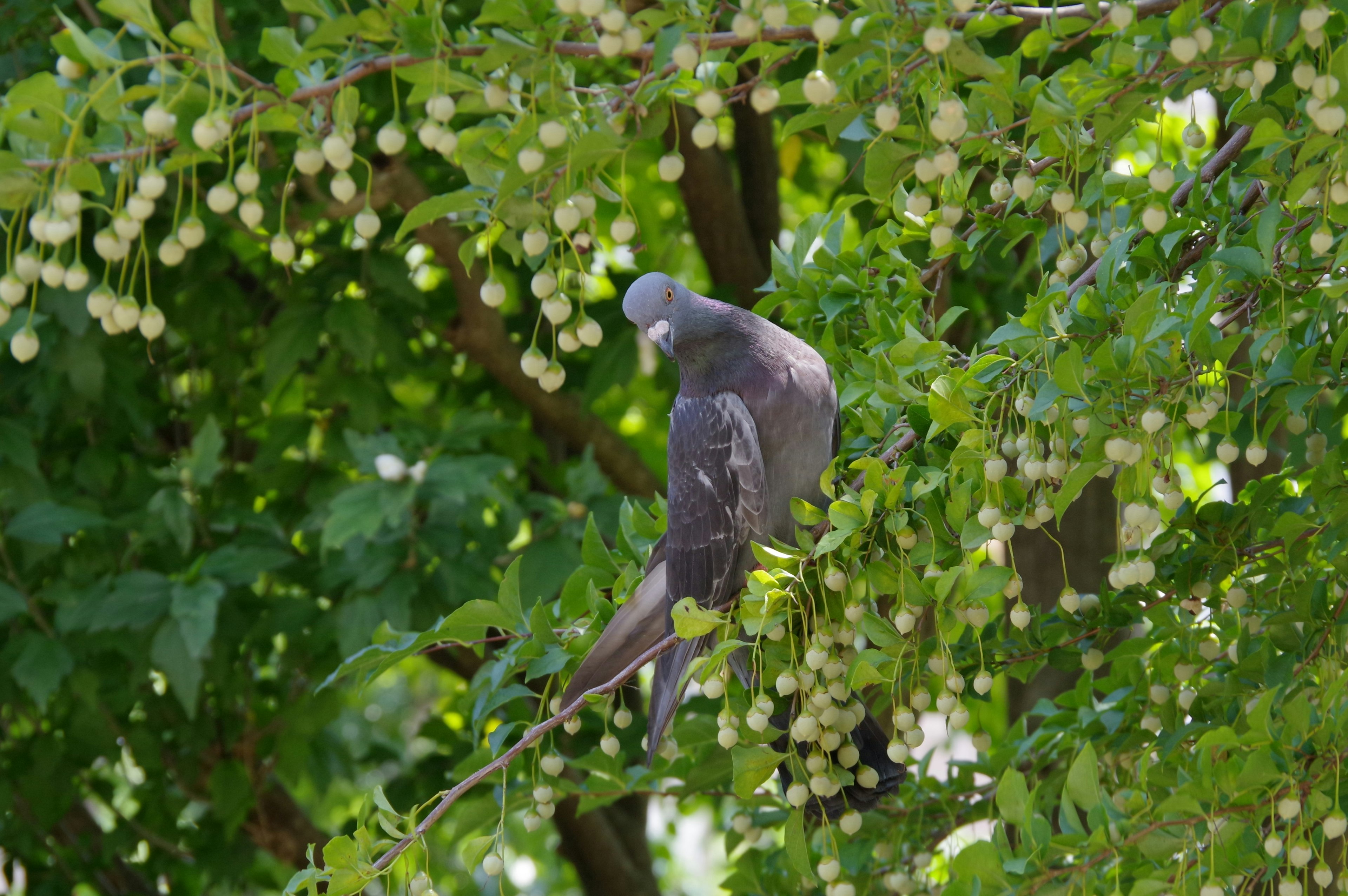 Piccione grigio appollaiato tra le foglie verdi