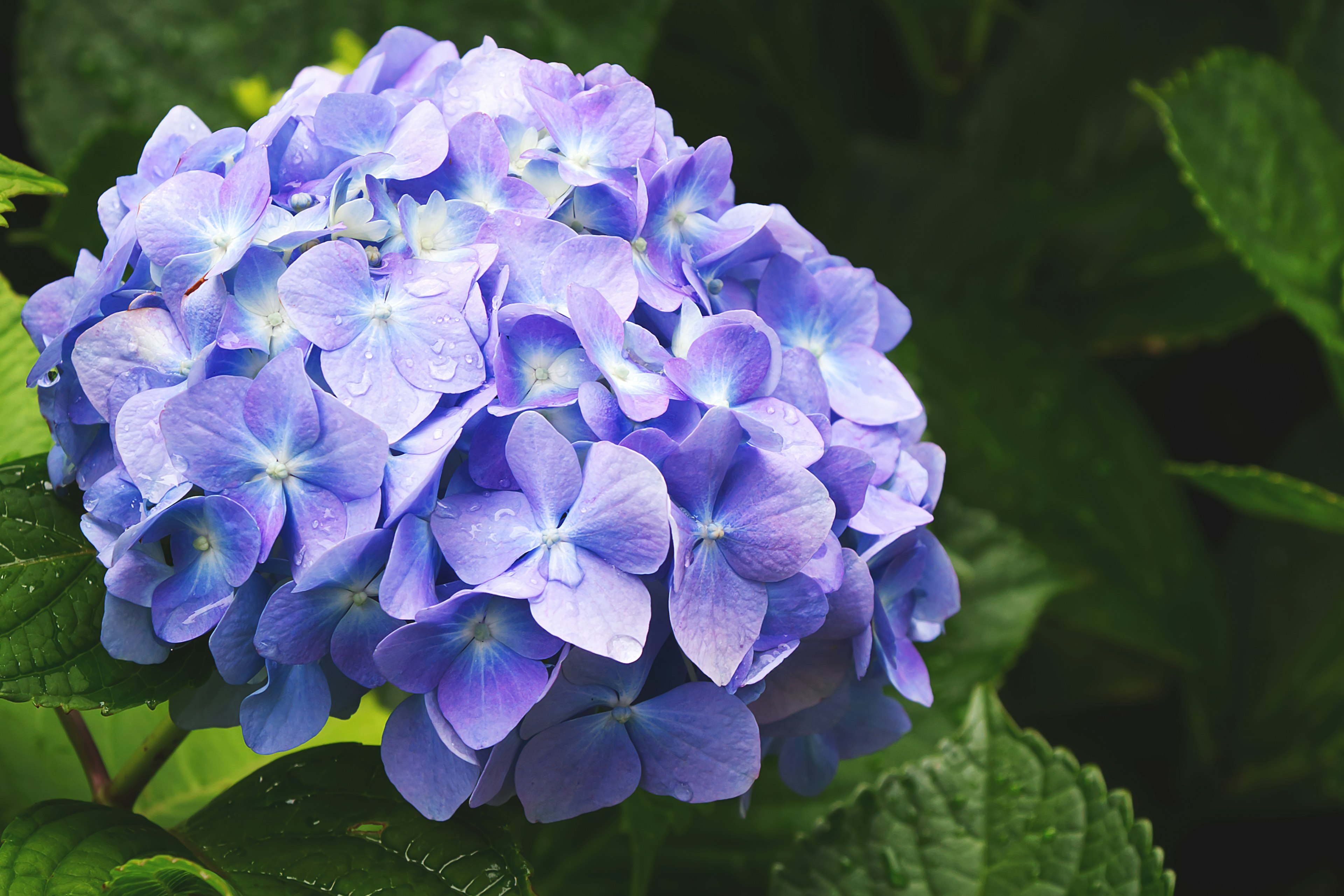 Un gruppo di fiori di ortensia blu-viola circondato da foglie verdi