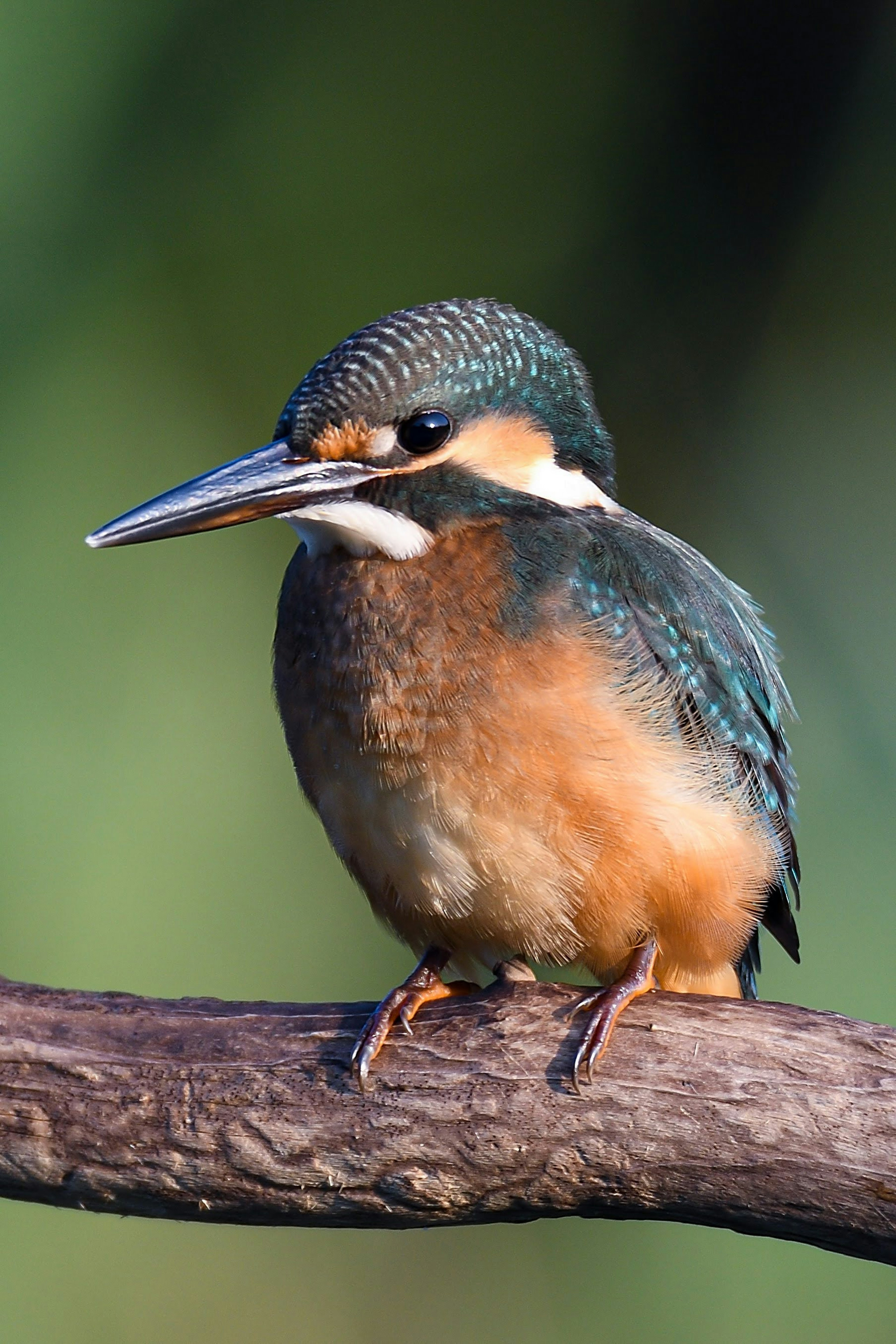 Un colorido martinete posado en una rama