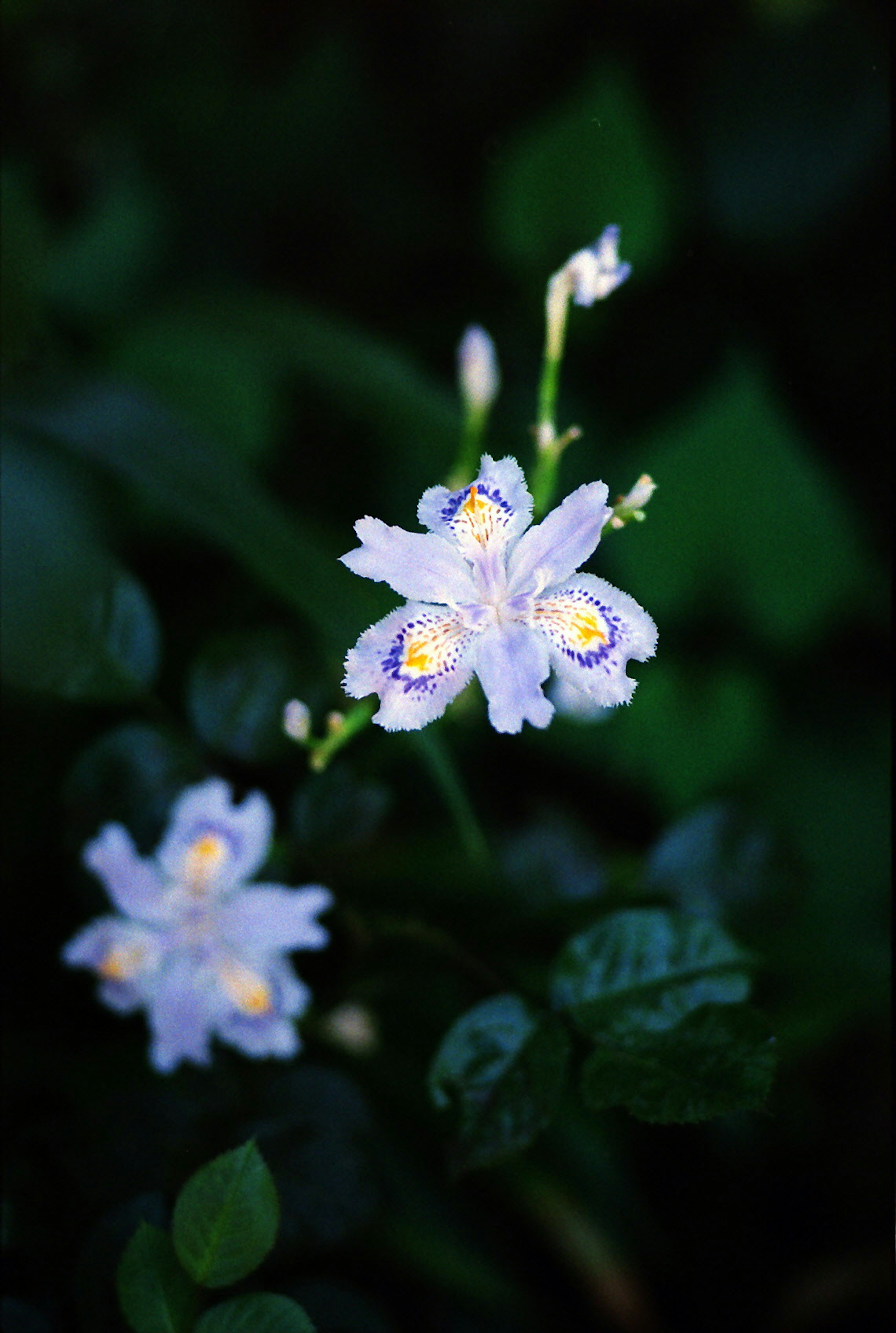 Fiori viola delicati che sbocciano tra foglie verdi scure