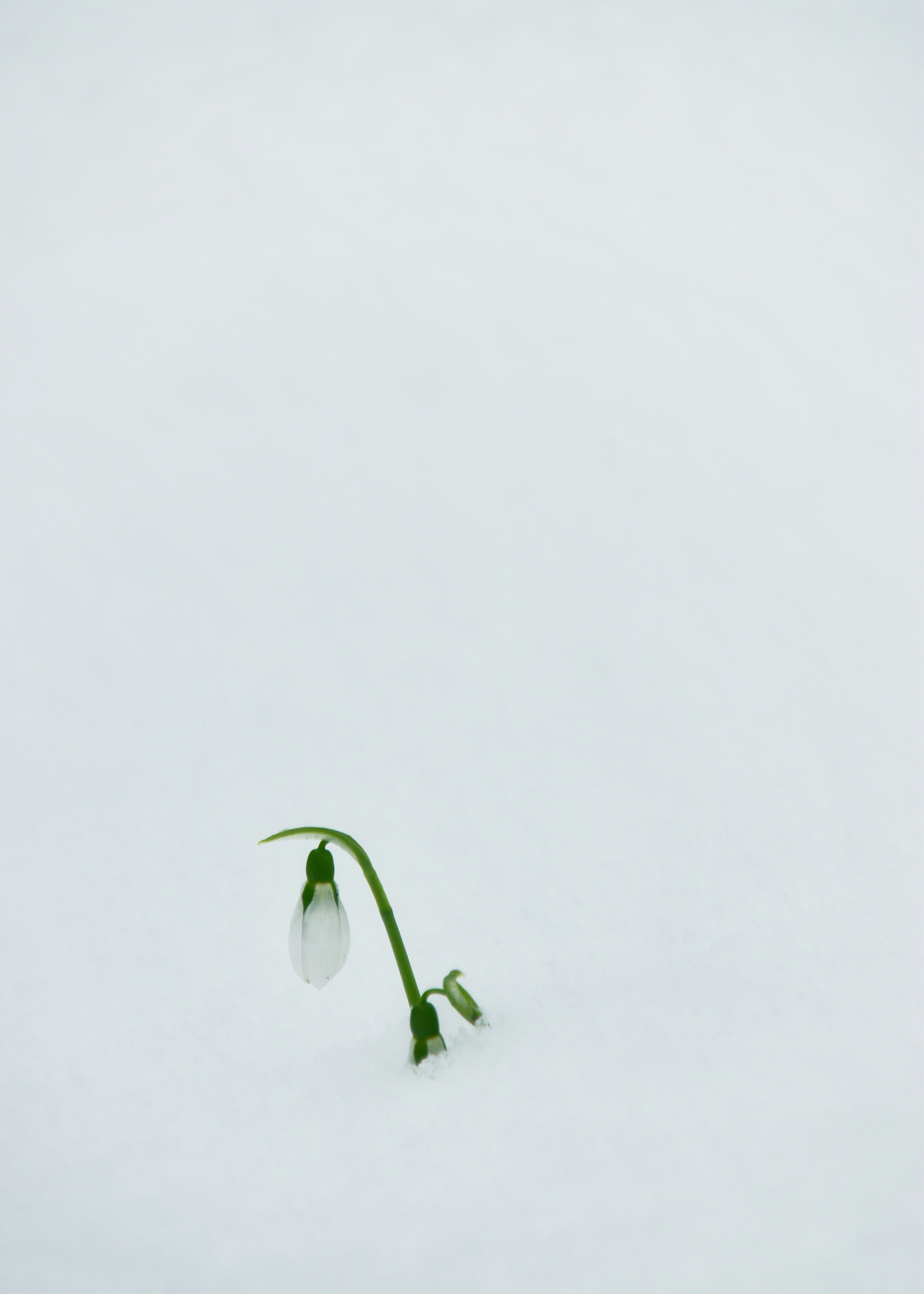 Ein grüner Stängel einer Schneeglöckchenblume, die aus dem Schnee herausragt