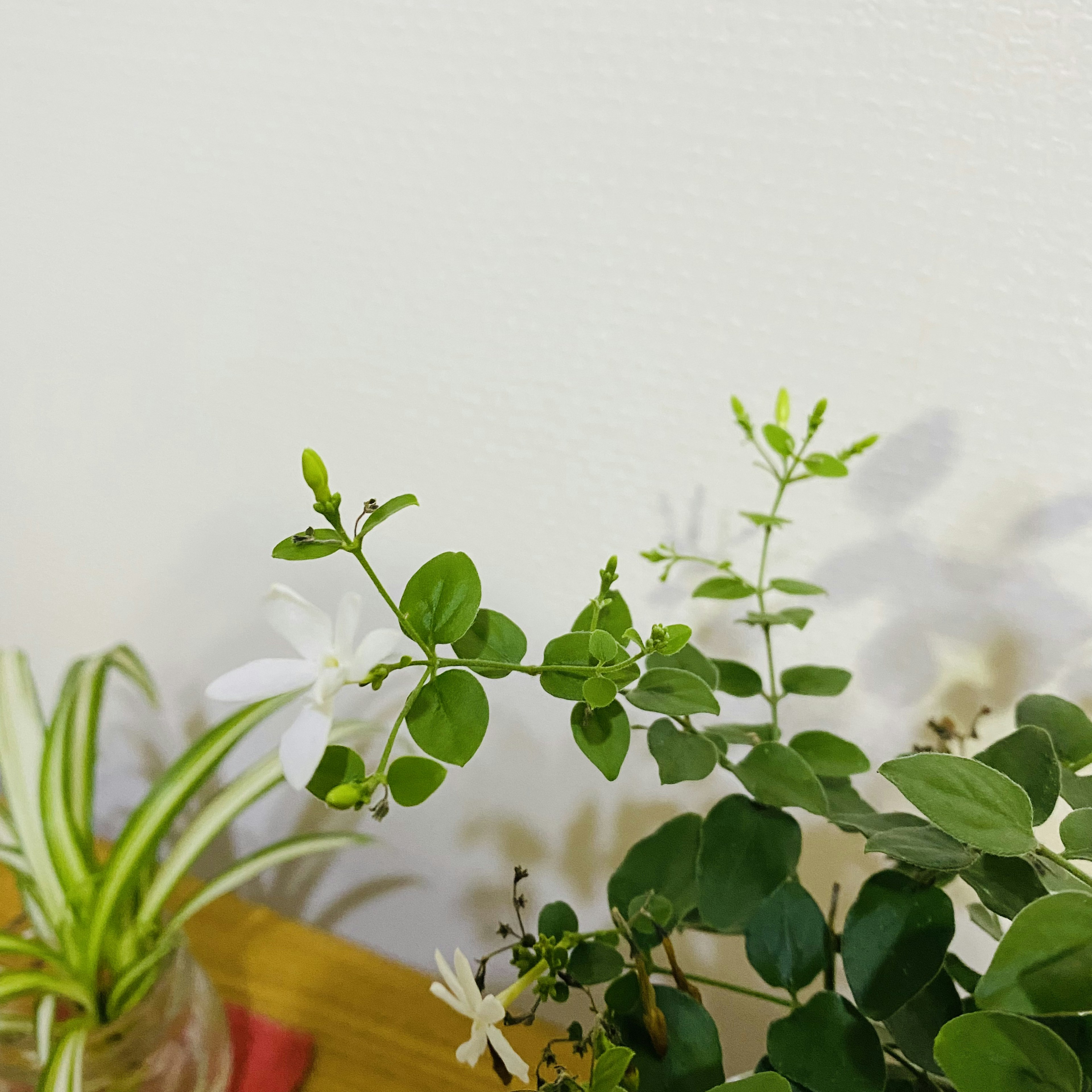 Close-up of a plant with white flowers and green leaves