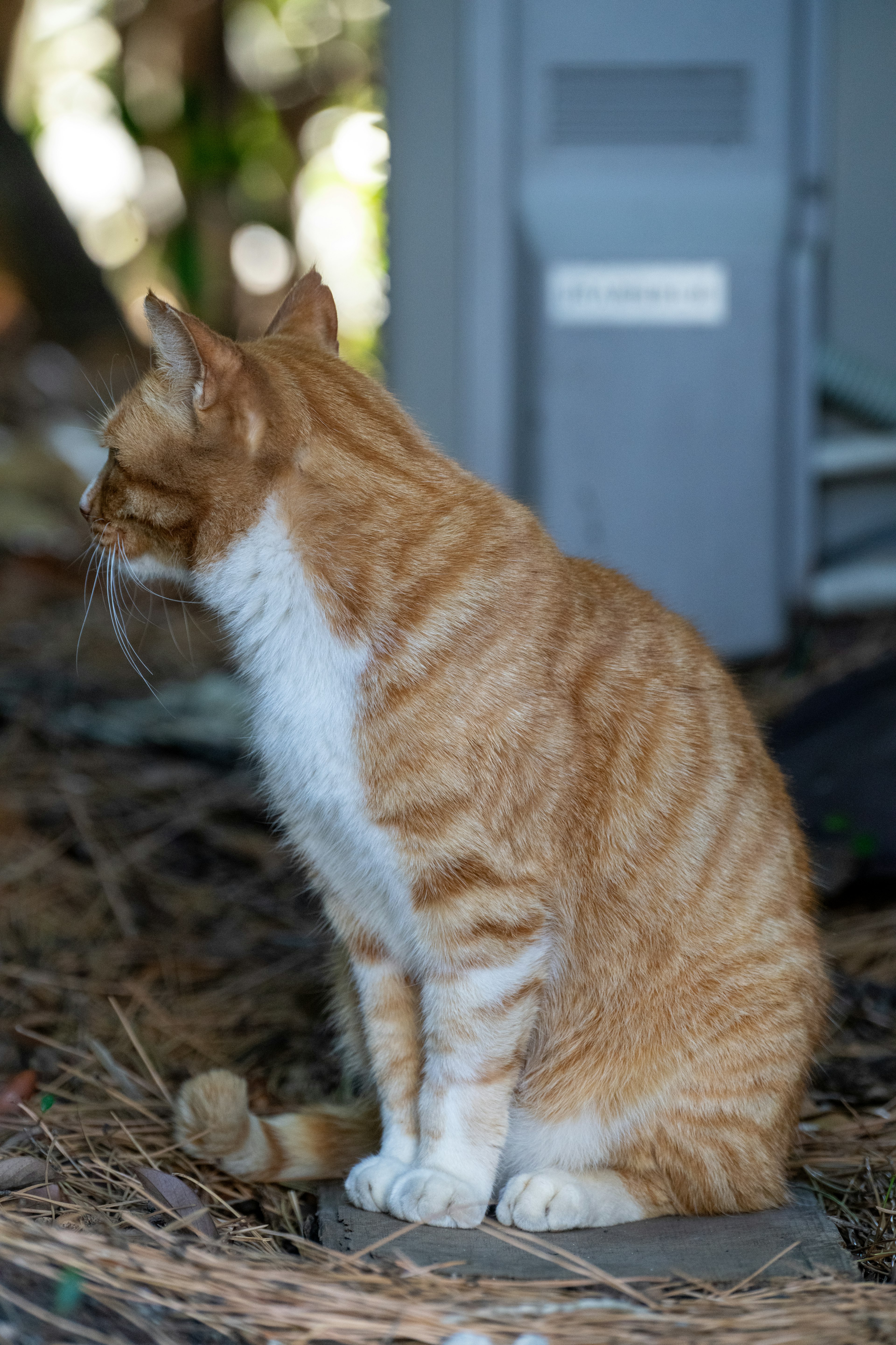 Orange gestreifter Kater sitzt seitlich