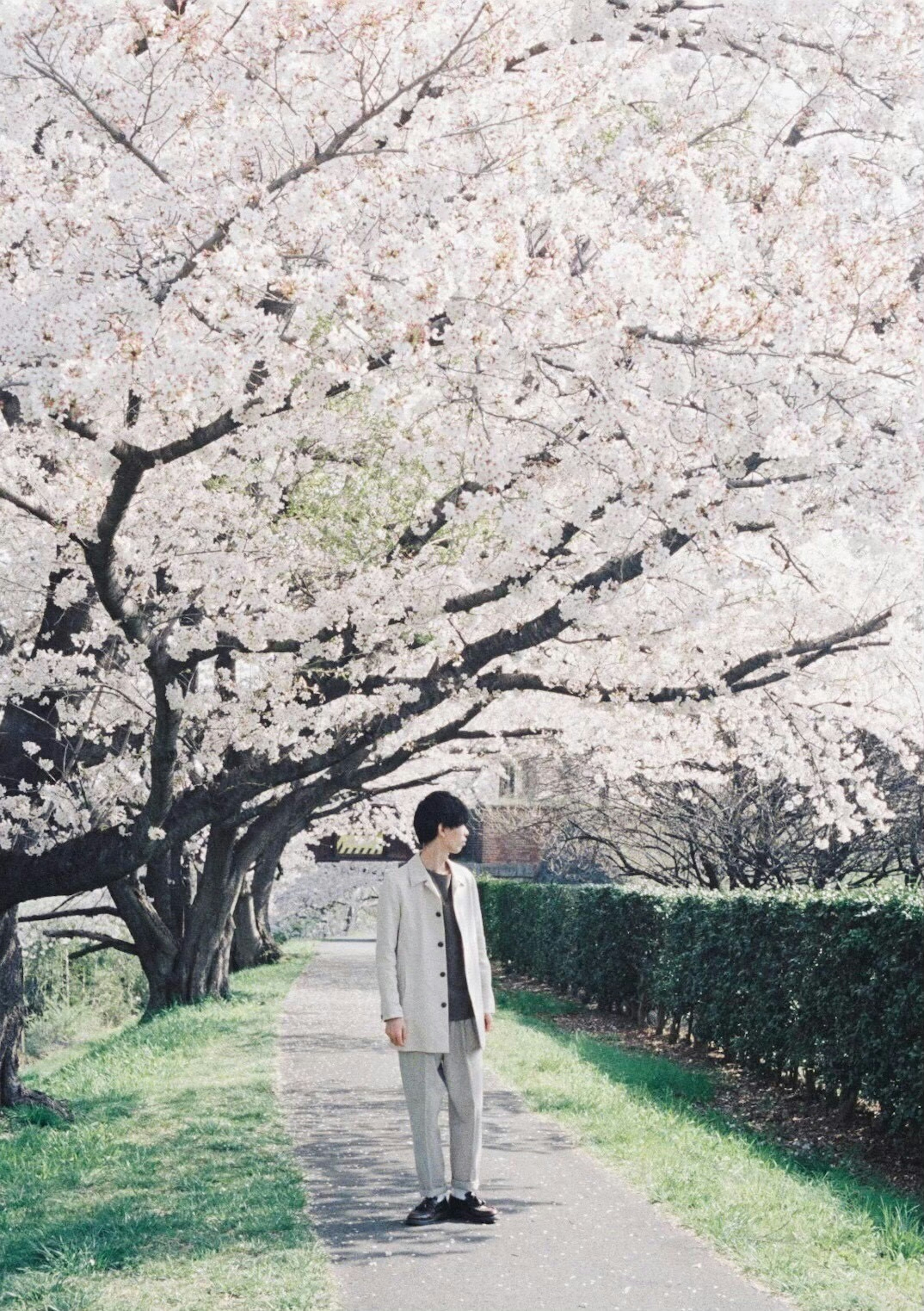 Un uomo in piedi sotto alberi di ciliegio in fiore in un paesaggio primaverile dai colori tenui