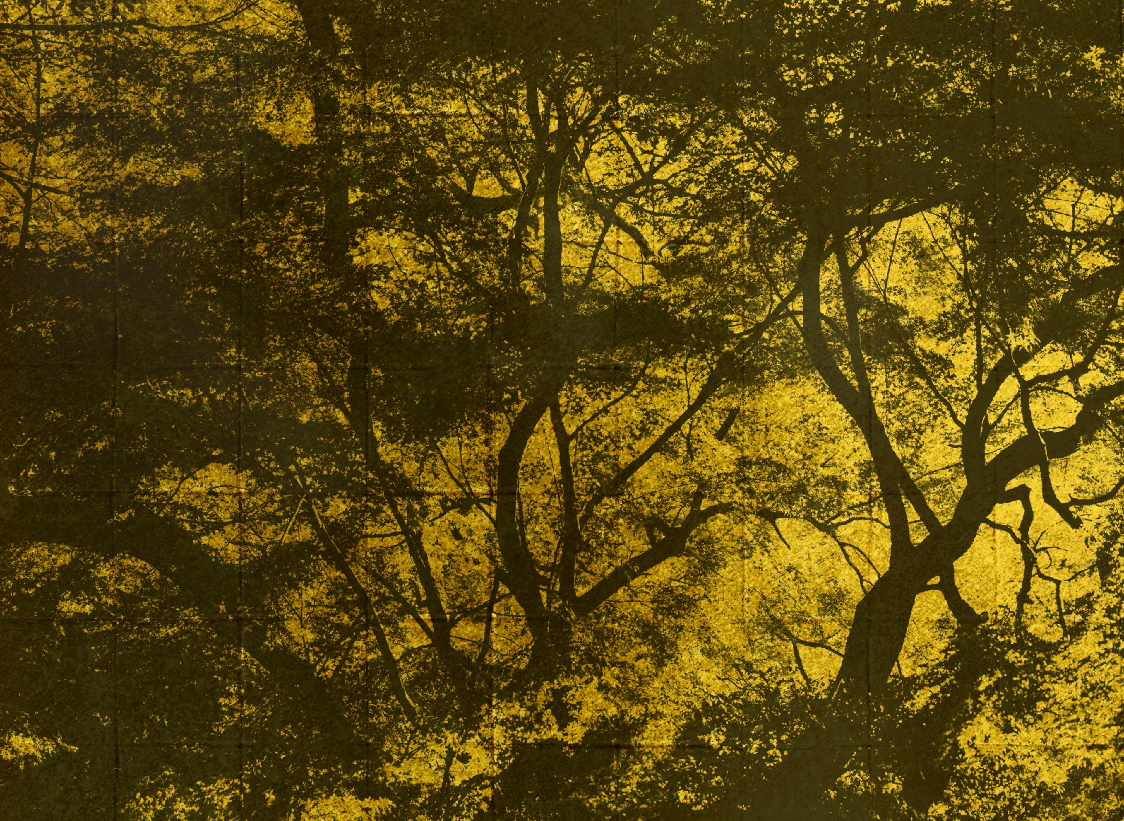 Beautiful landscape showcasing shadows of trees with vibrant yellow foliage