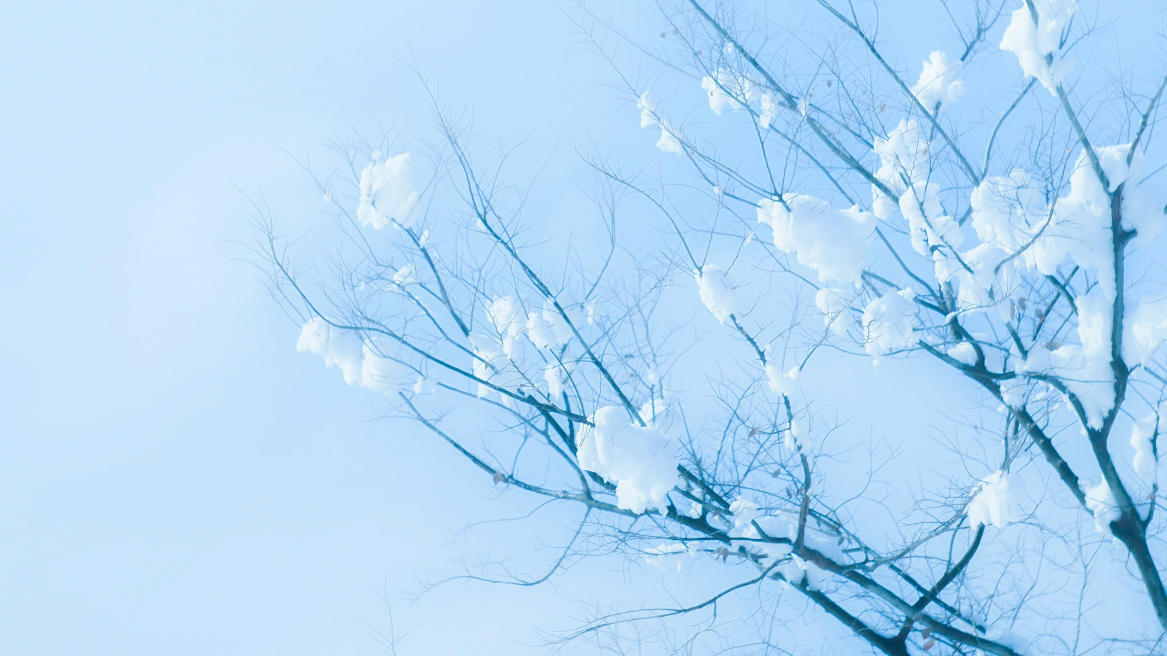 Baumäste mit weißen Blüten vor blauem Hintergrund