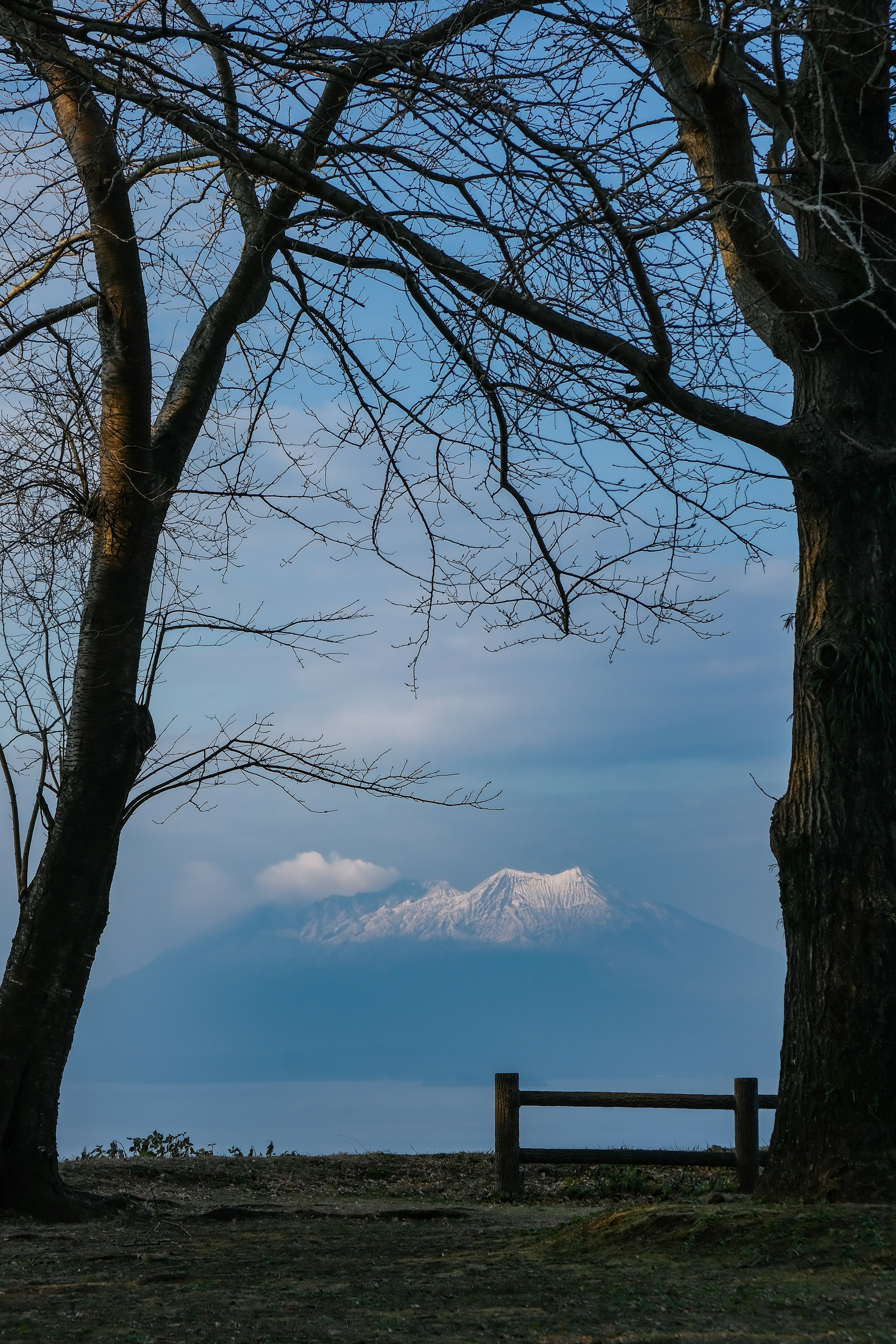 Snow-capped mountains visible between bare trees under a calm sky