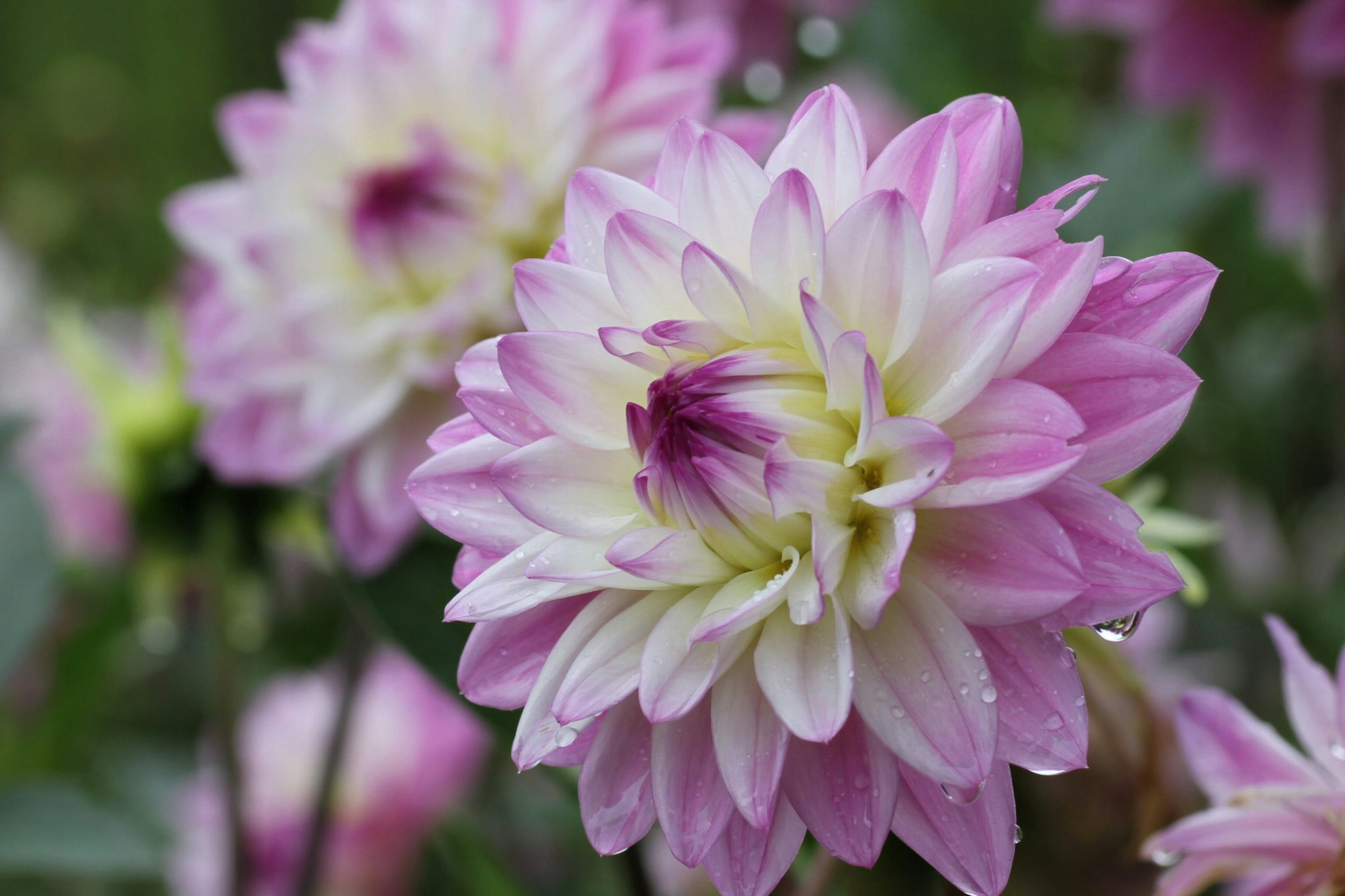 Fiori di dalie rosa e bianchi che sbocciano