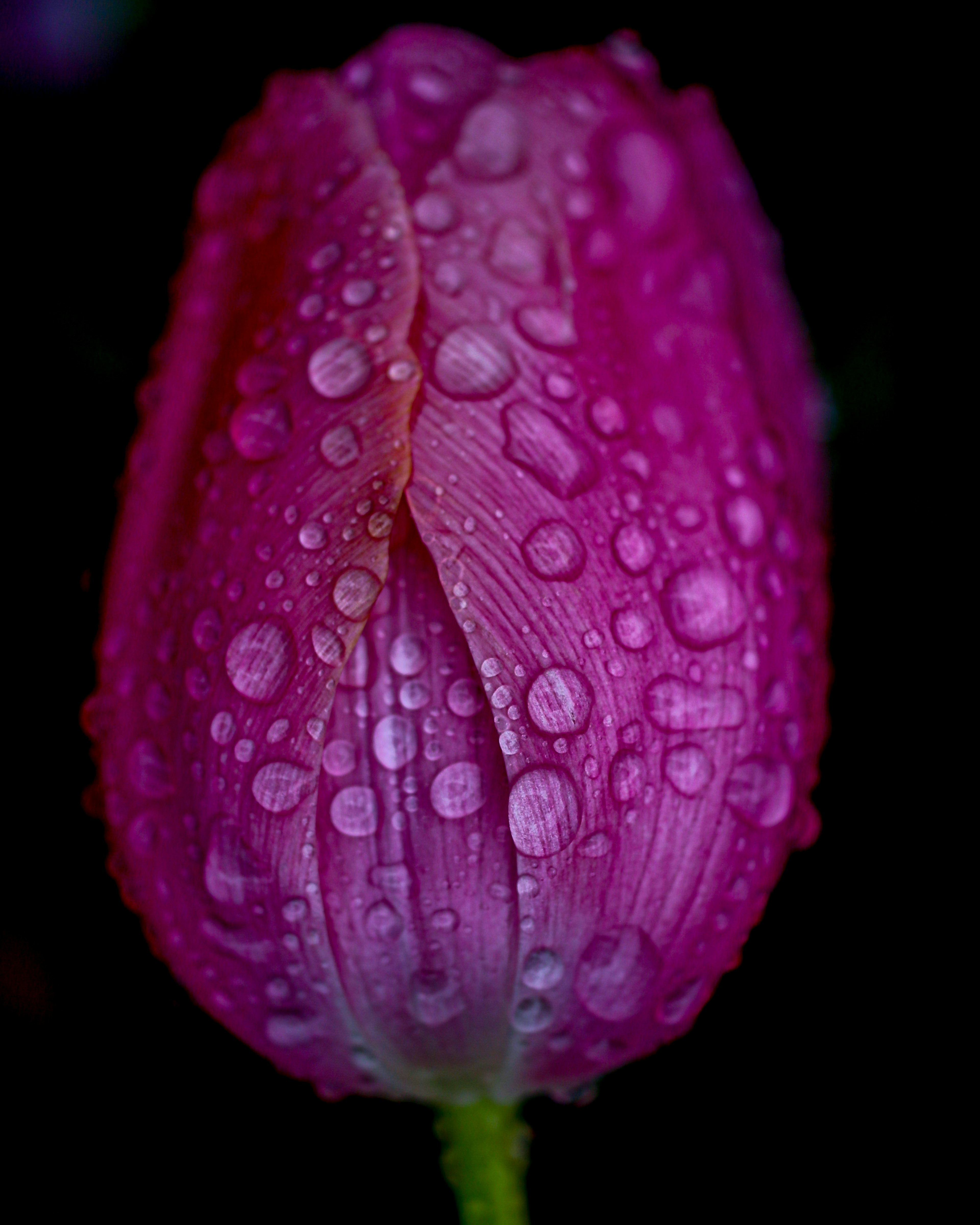 Nahaufnahme einer lila Tulpe mit Wassertropfen auf den Blütenblättern vor schwarzem Hintergrund