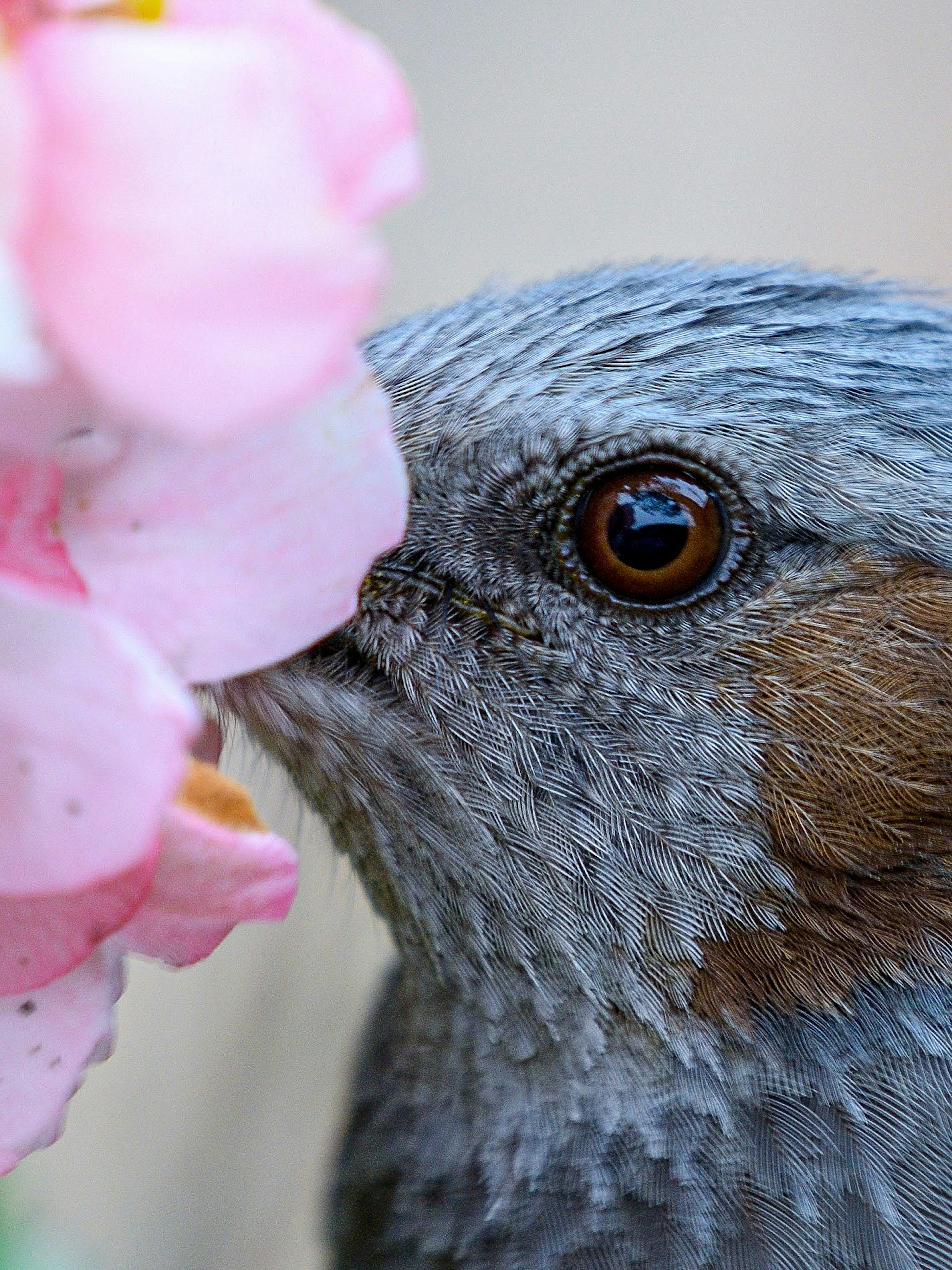 灰色の小鳥がピンクの花に近づいている