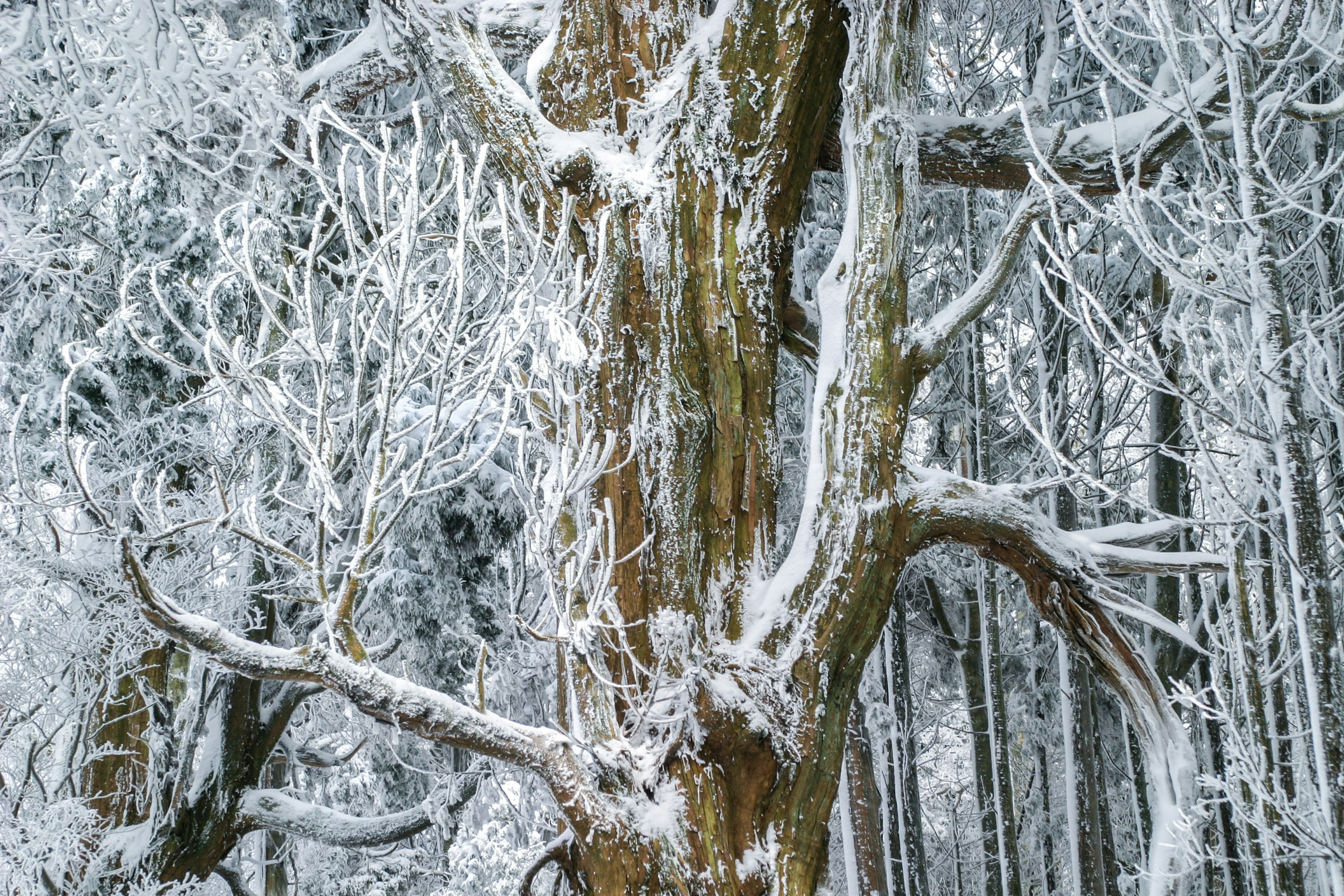 Ein Baumstamm und Äste, die mit Schnee bedeckt sind und eine schöne Winterlandschaft schaffen