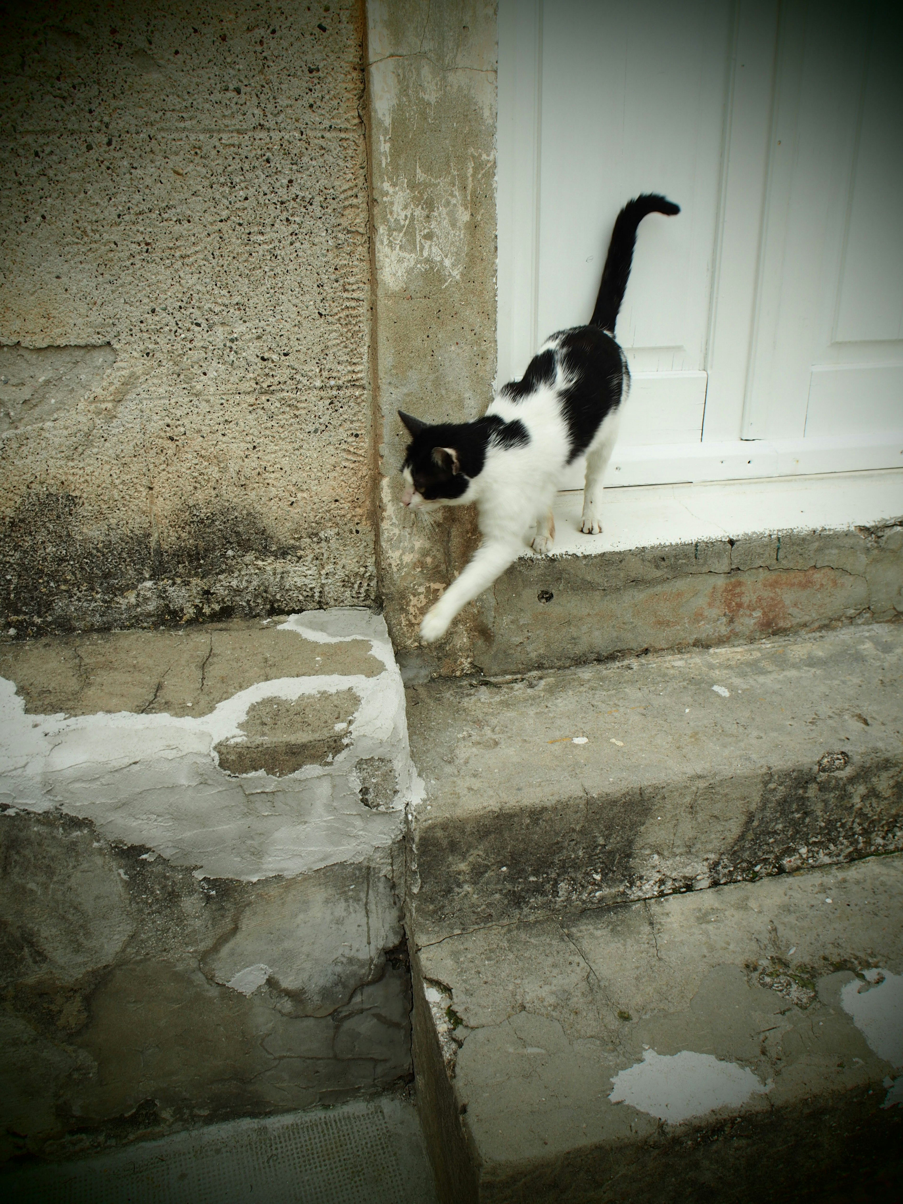 Un gatto bianco e nero che scende una scala di pietra contro un muro texturizzato e una porta