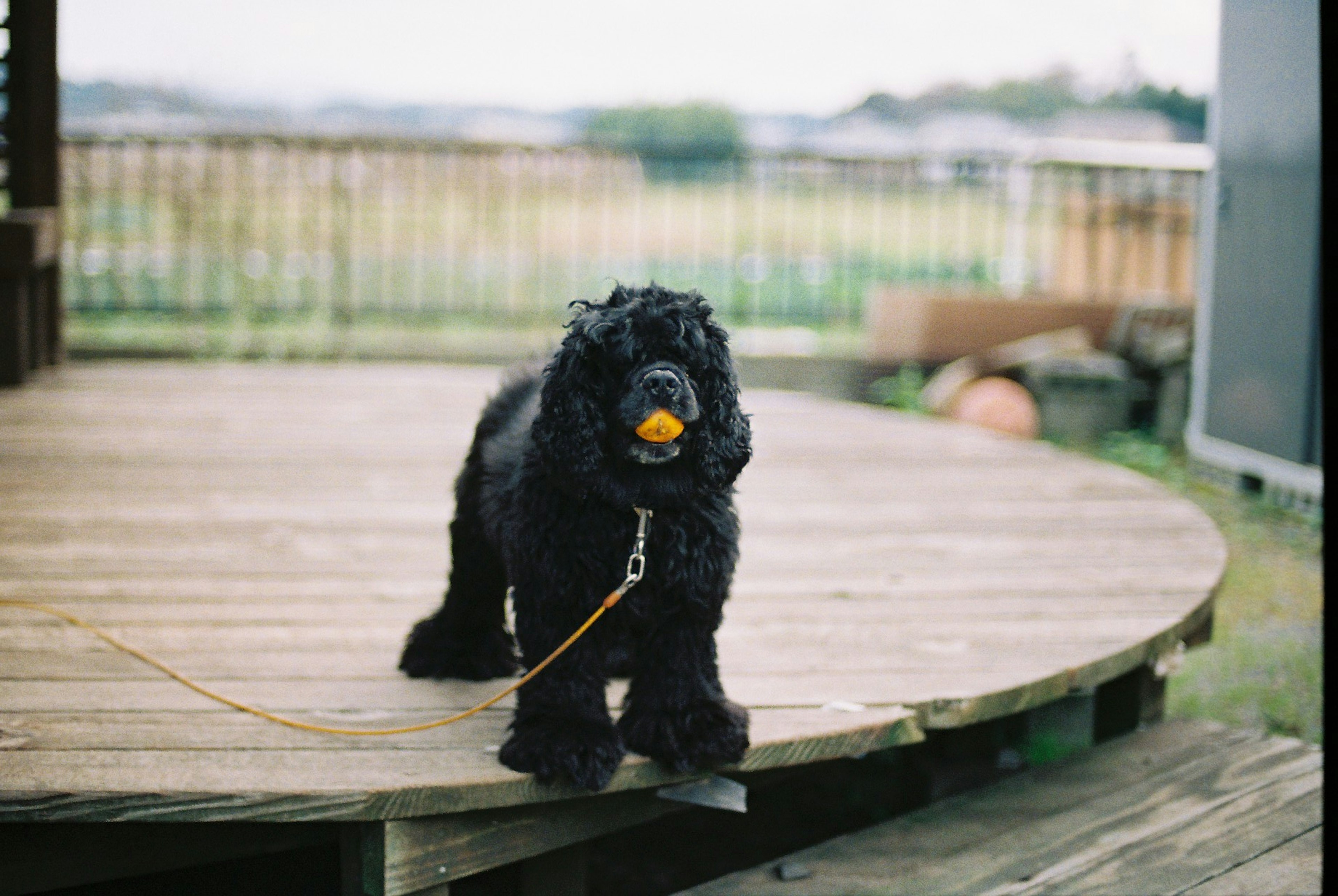 黒い犬がオレンジのボールを口にくわえている