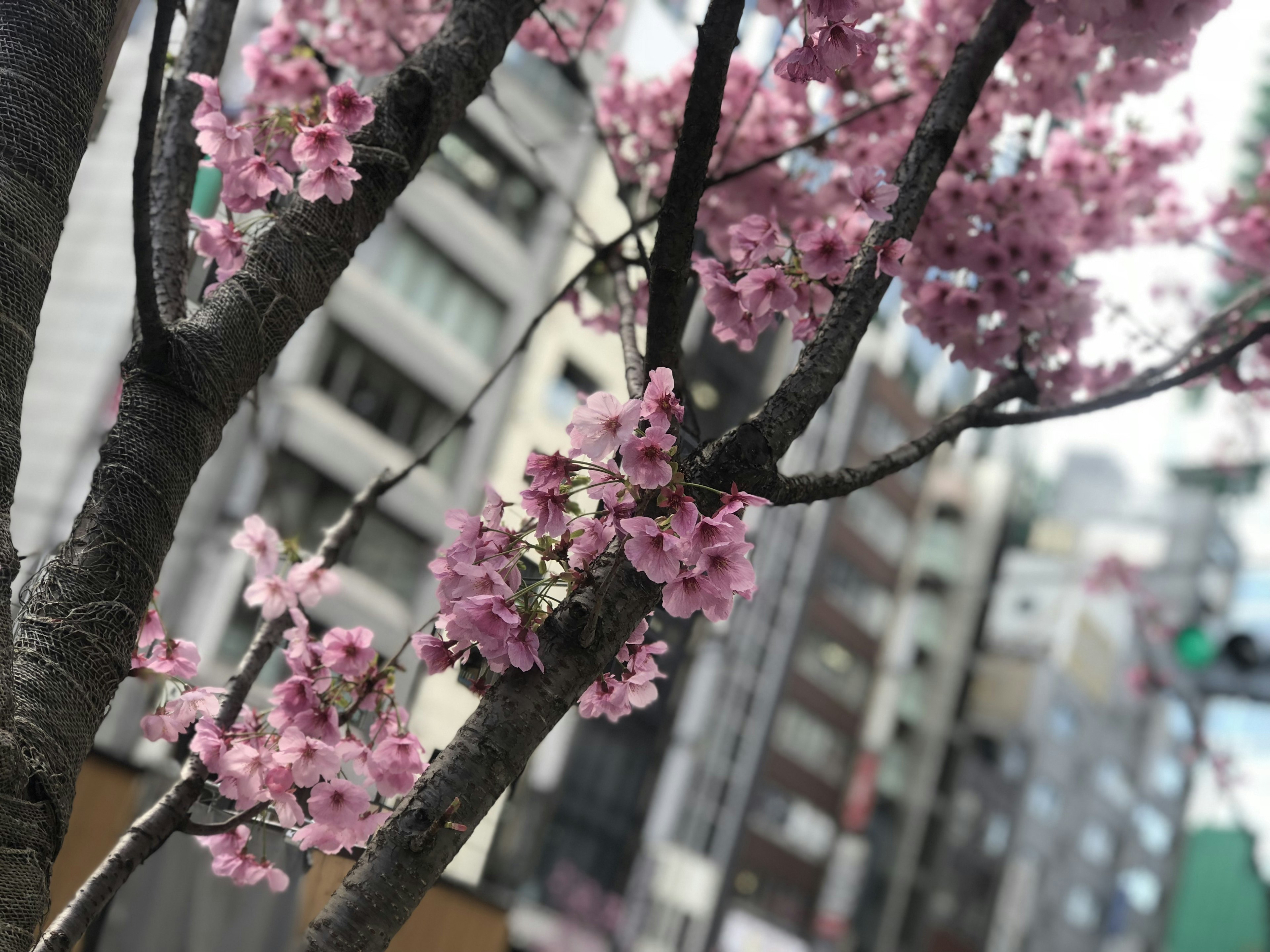 Pohon sakura dengan bunga merah muda di latar belakang kota