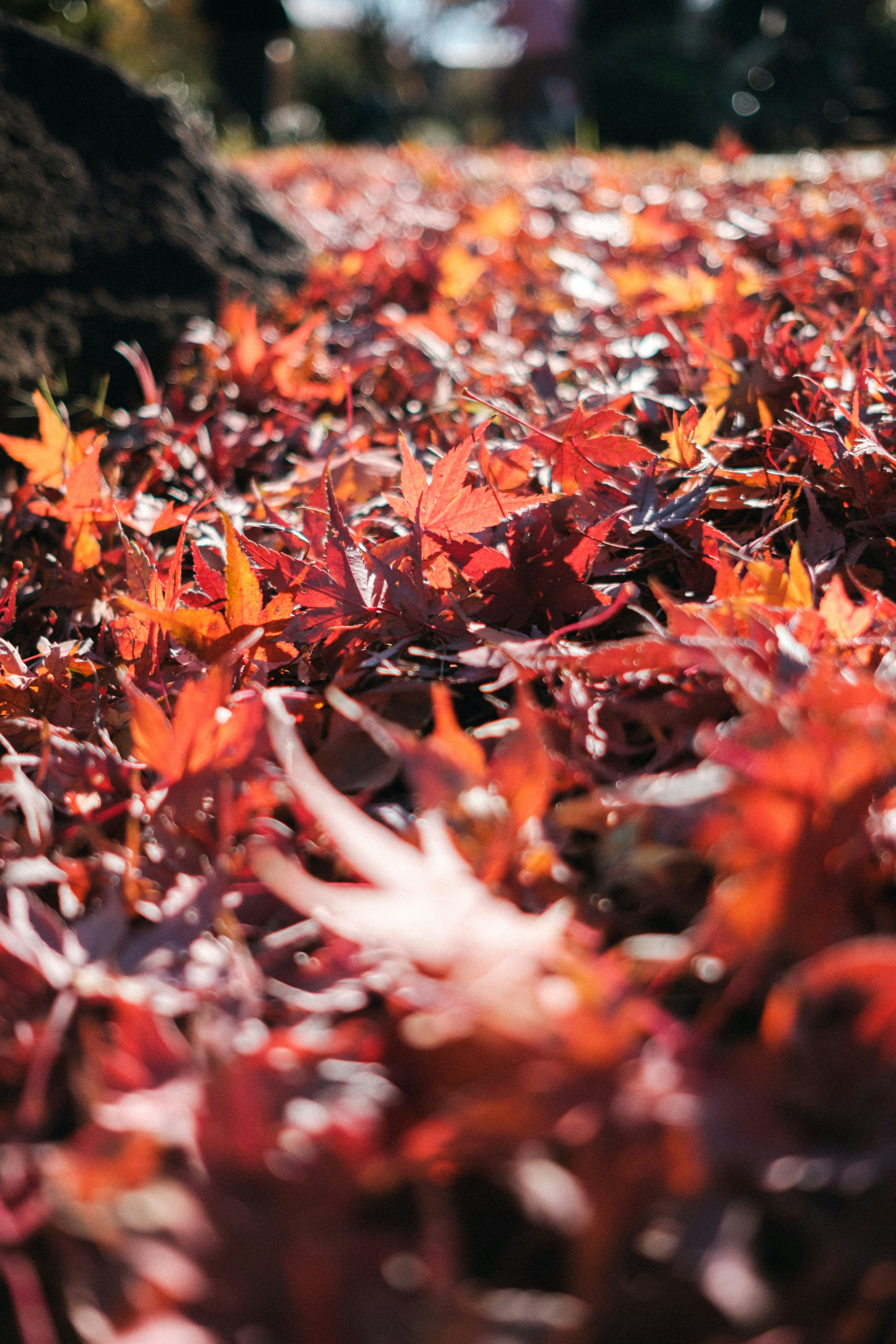 Daun maple merah cerah menutupi tanah dalam pemandangan yang indah