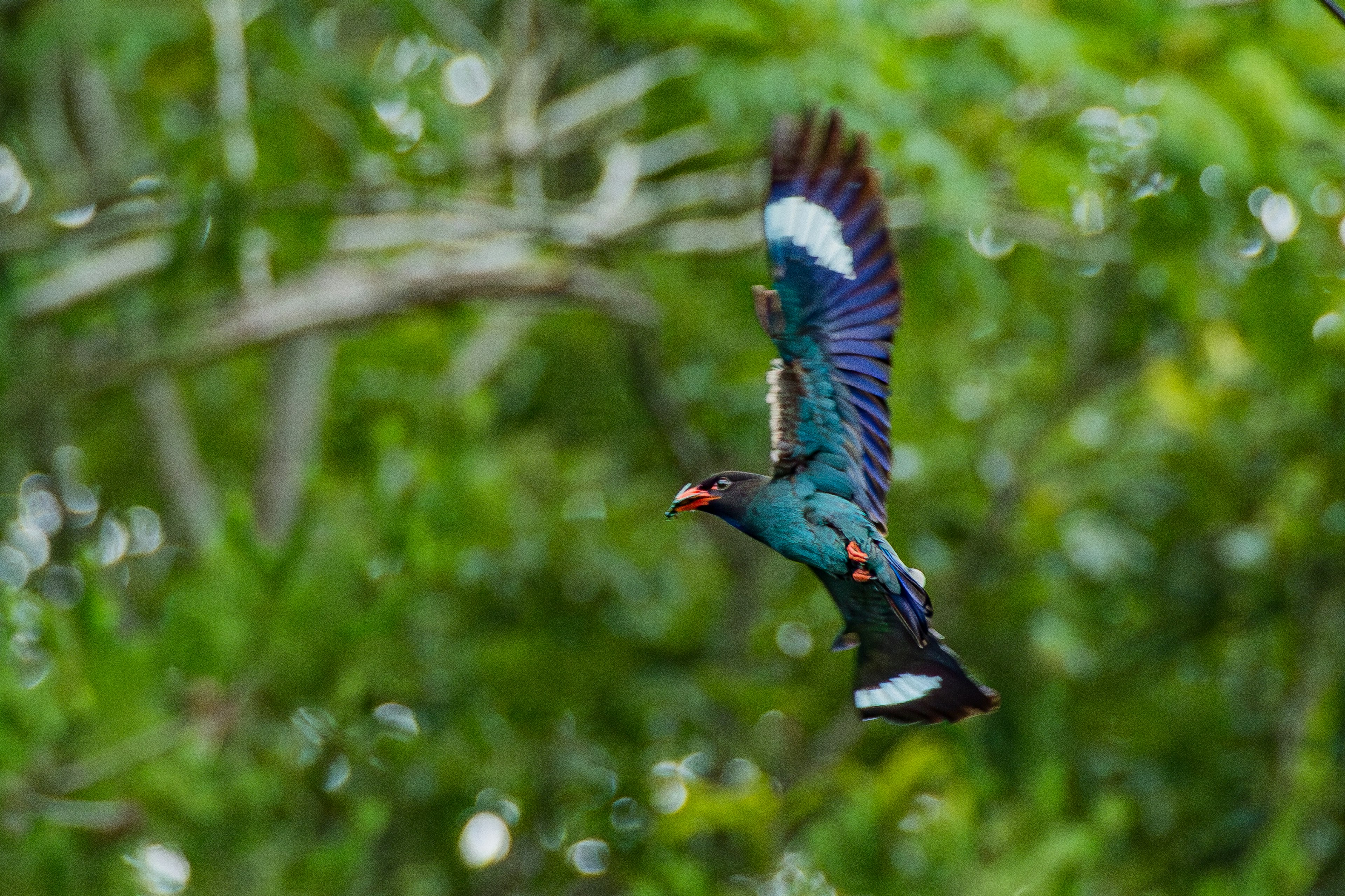 Ein schöner blauer Vogel fliegt vor grünem Hintergrund