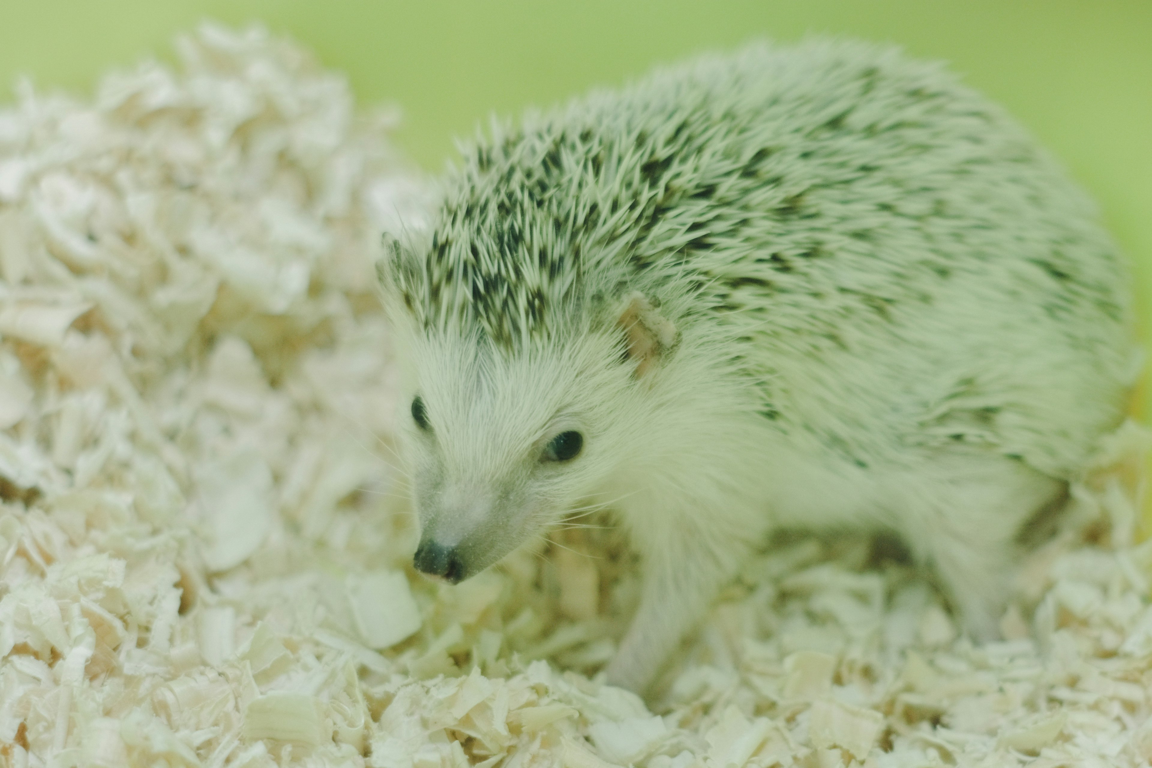 A small cute hedgehog walking on wood shavings