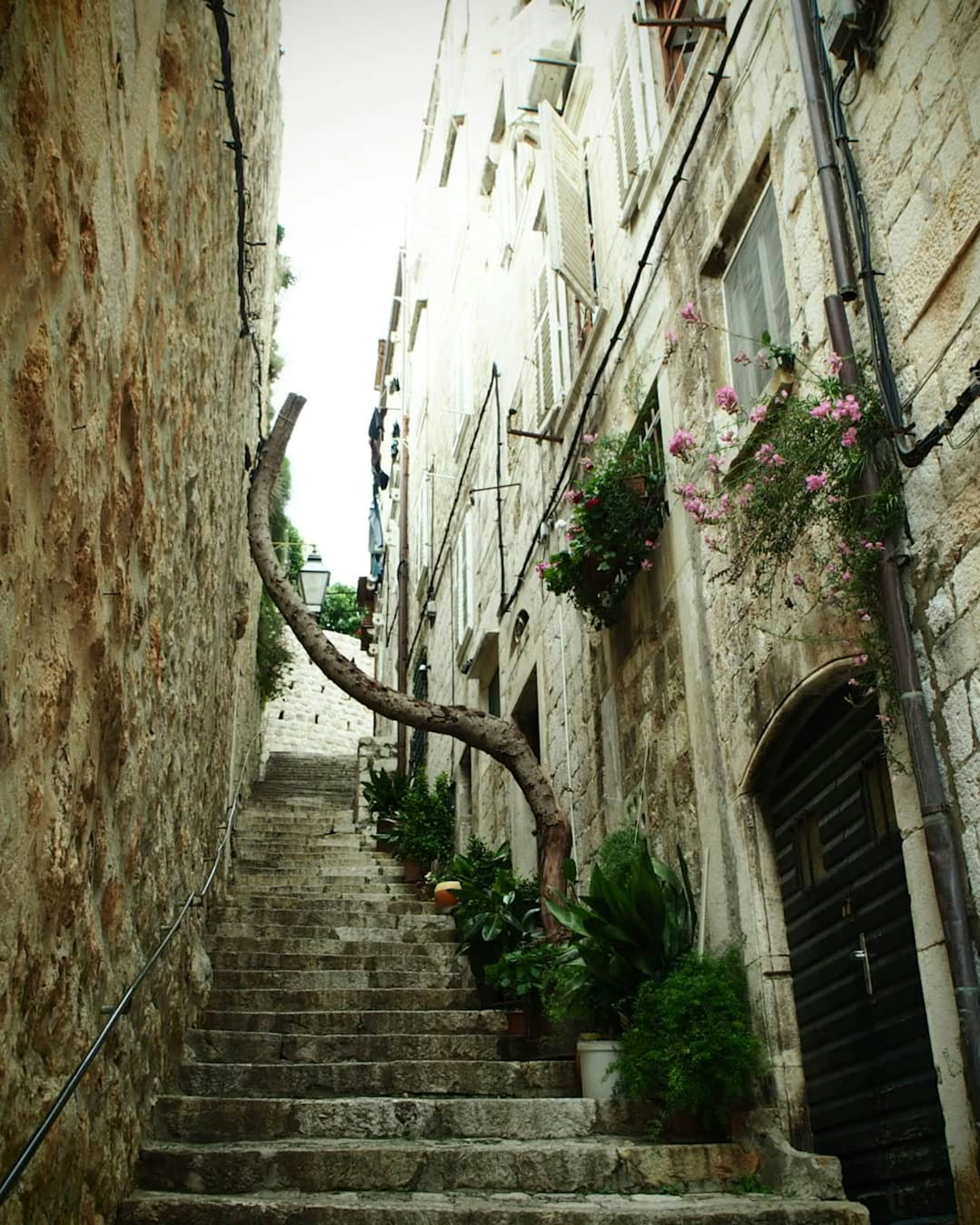 Escalera de piedra estrecha flanqueada por vegetación y flores en un callejón histórico