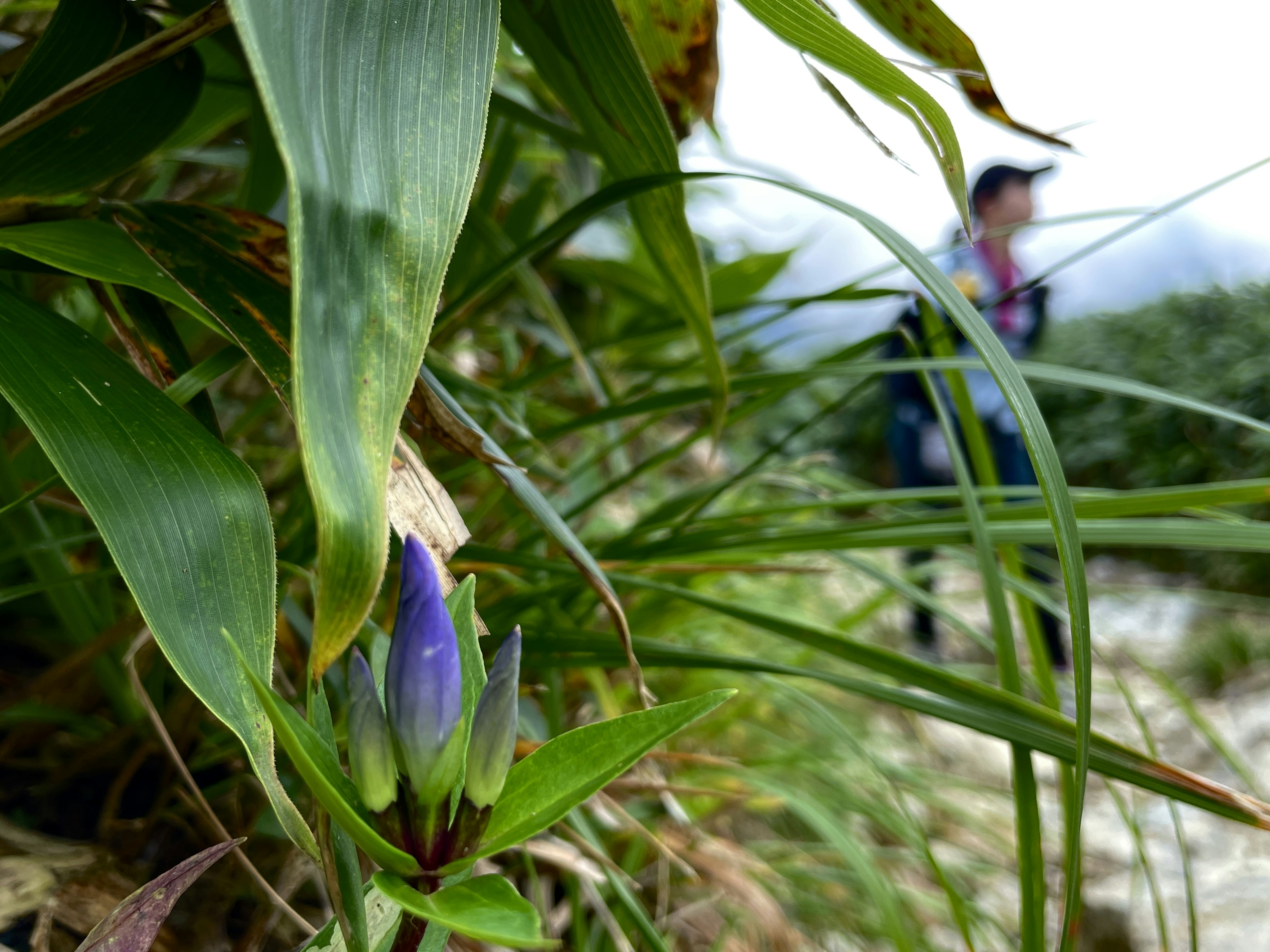 Flor morada floreciendo entre la hierba con un excursionista al fondo