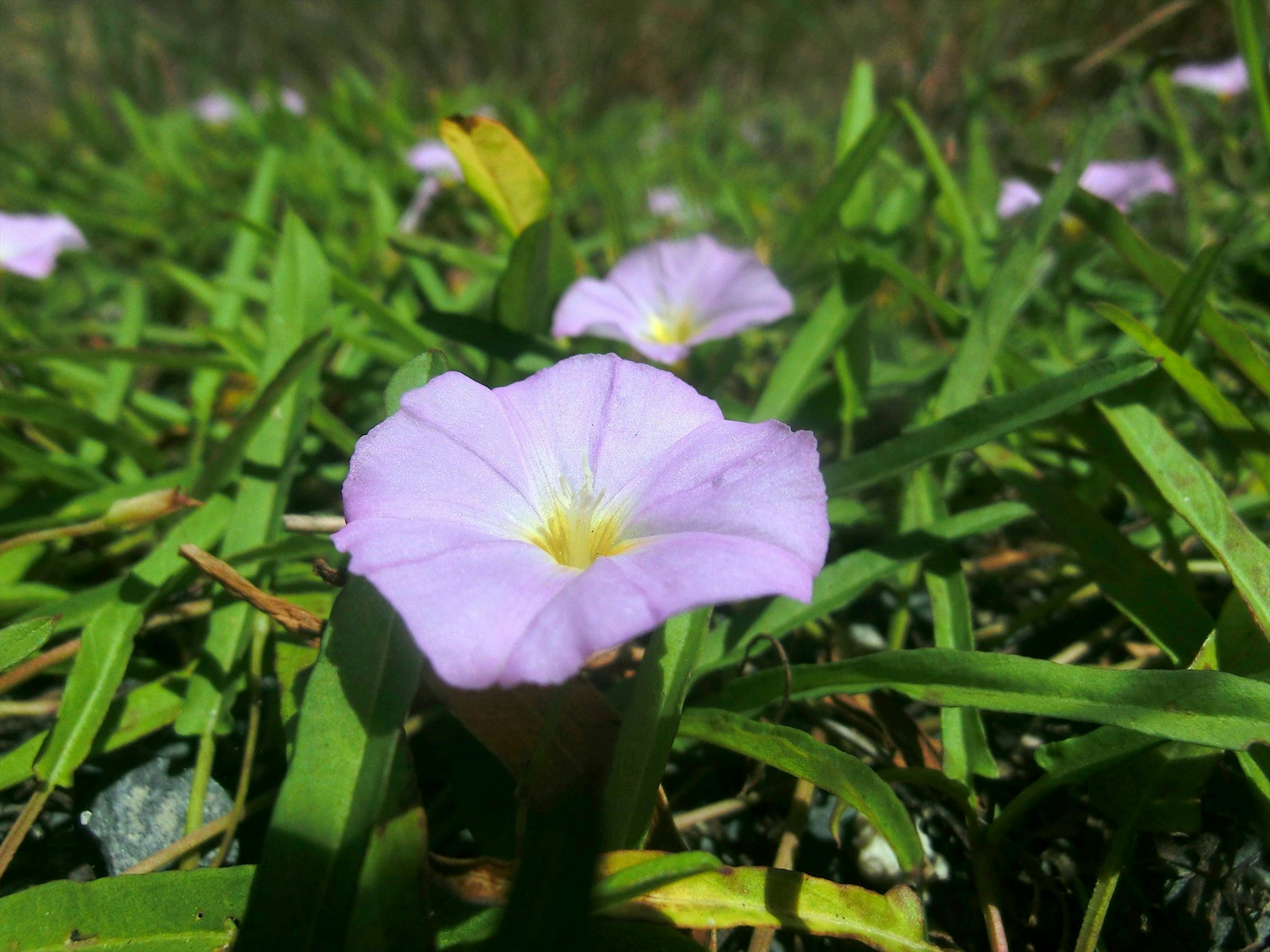 草の中に咲く薄紫色の花と緑の葉