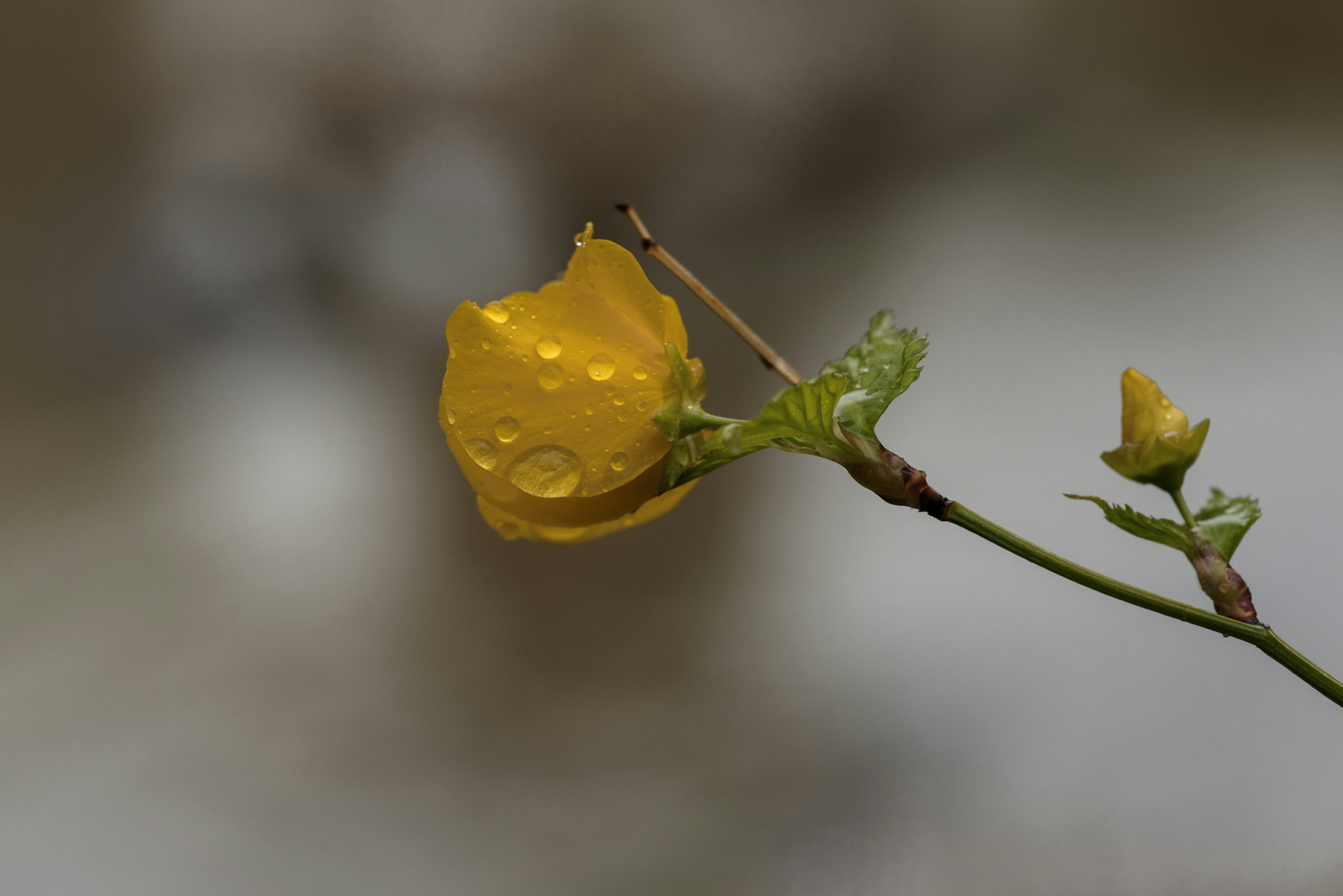 A yellow flower petal with water droplets attached to a branch