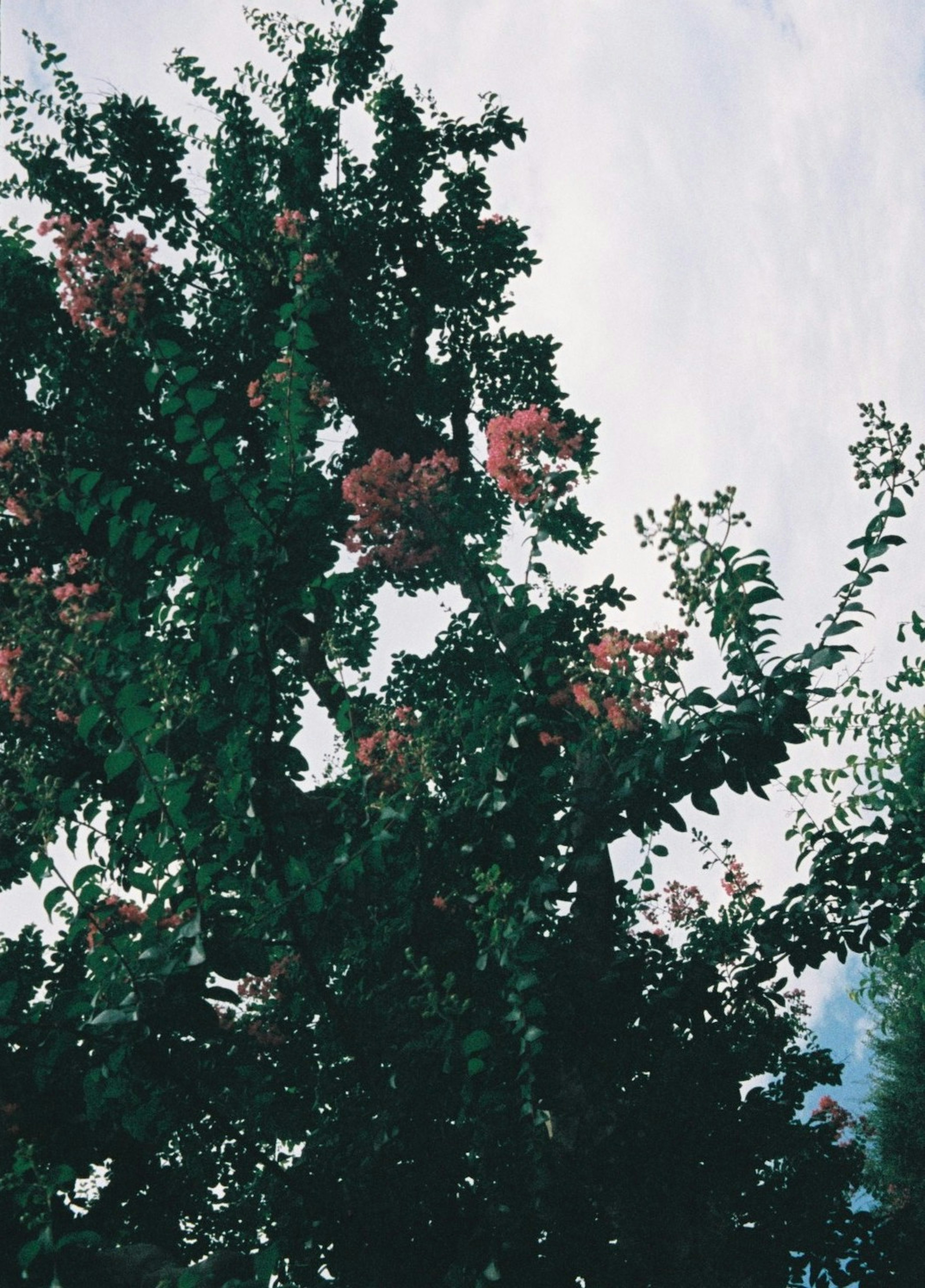 Foto eines Baumes mit grünen Blättern und rosa Blumen