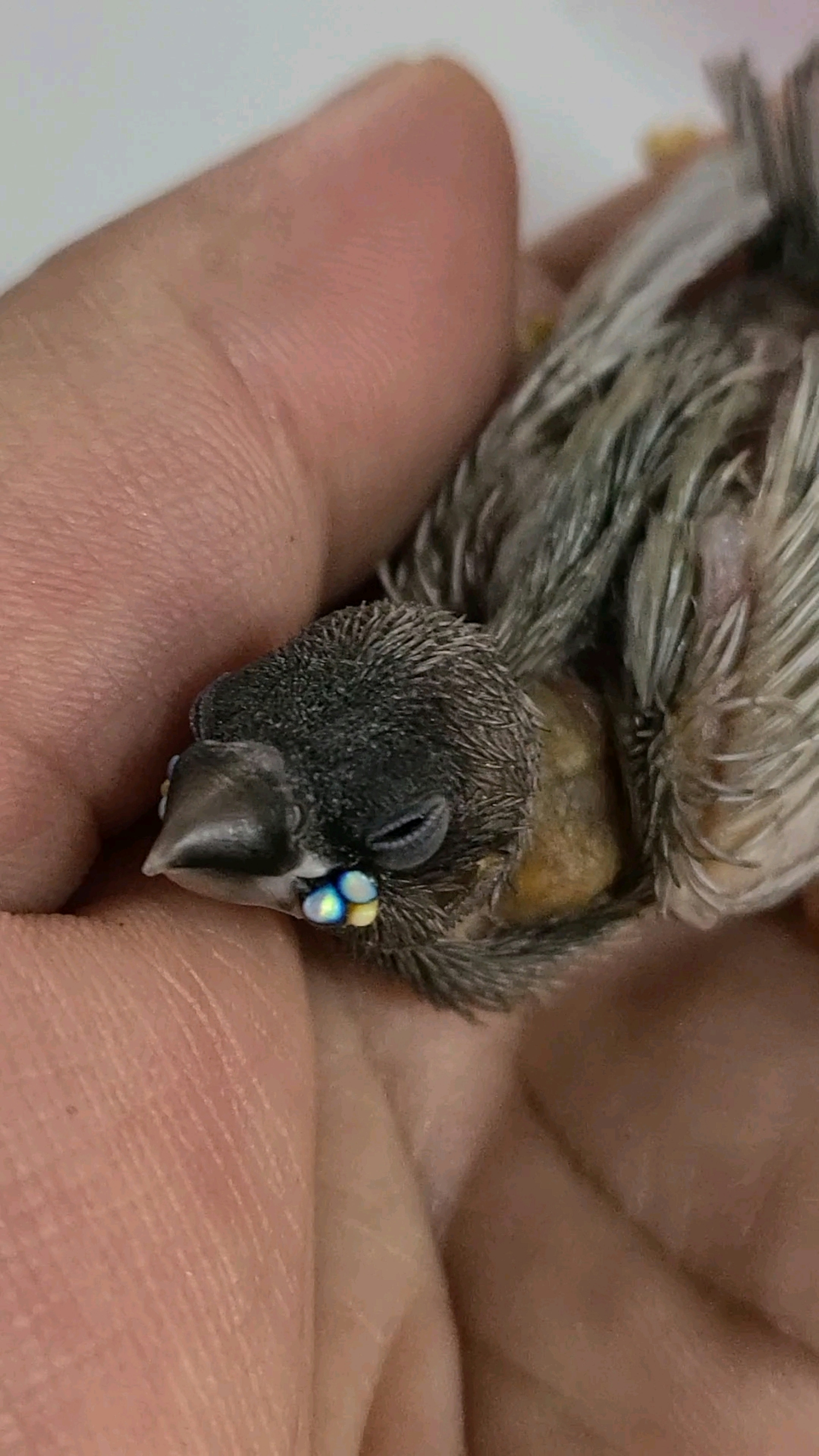 Nahaufnahme des Kopfes eines kleinen Vogels, der in der Hand einer Person ruht