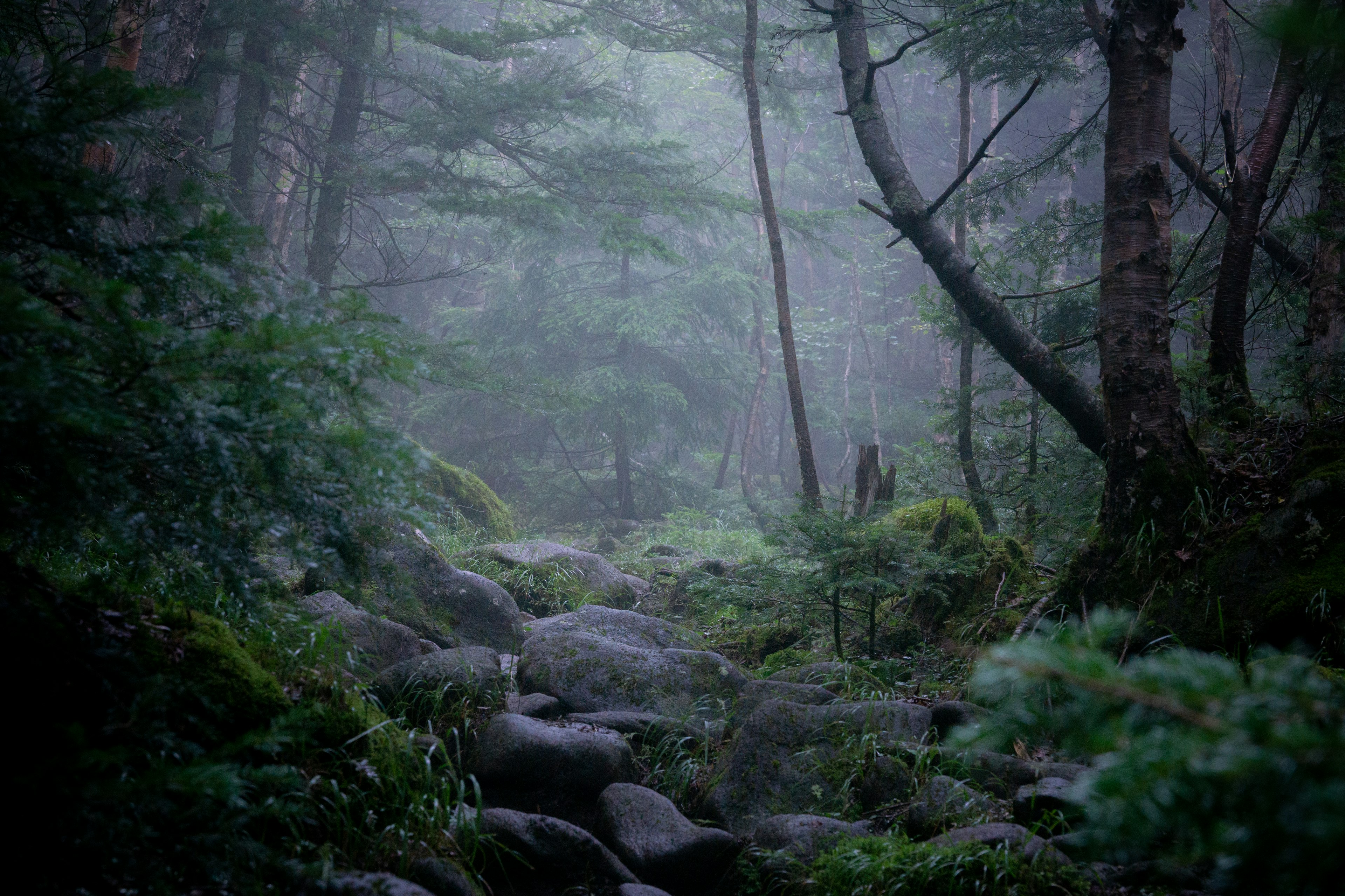 霧氣籠罩的森林場景，有岩石小徑和樹木