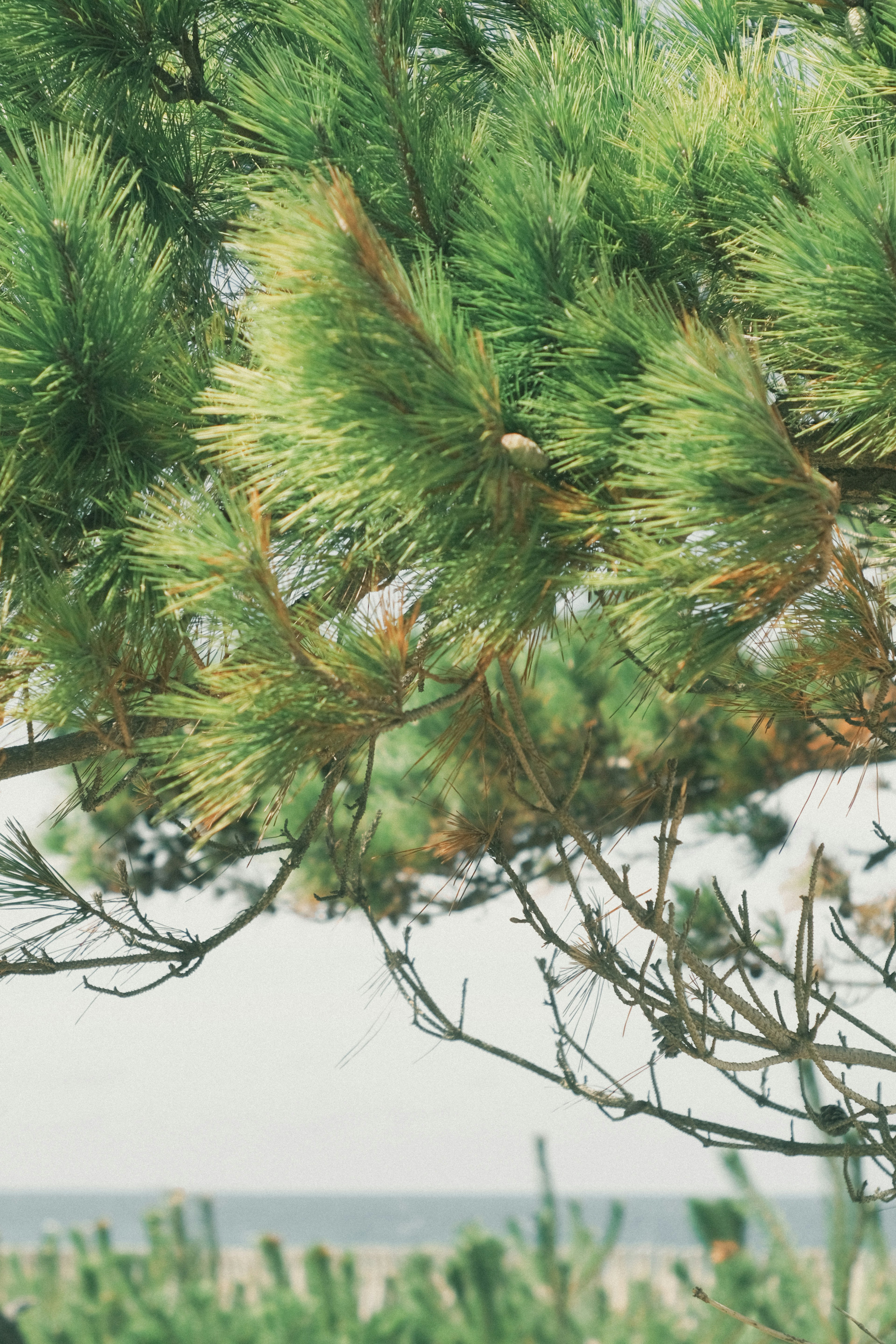 Close-up of green pine branches near the sea