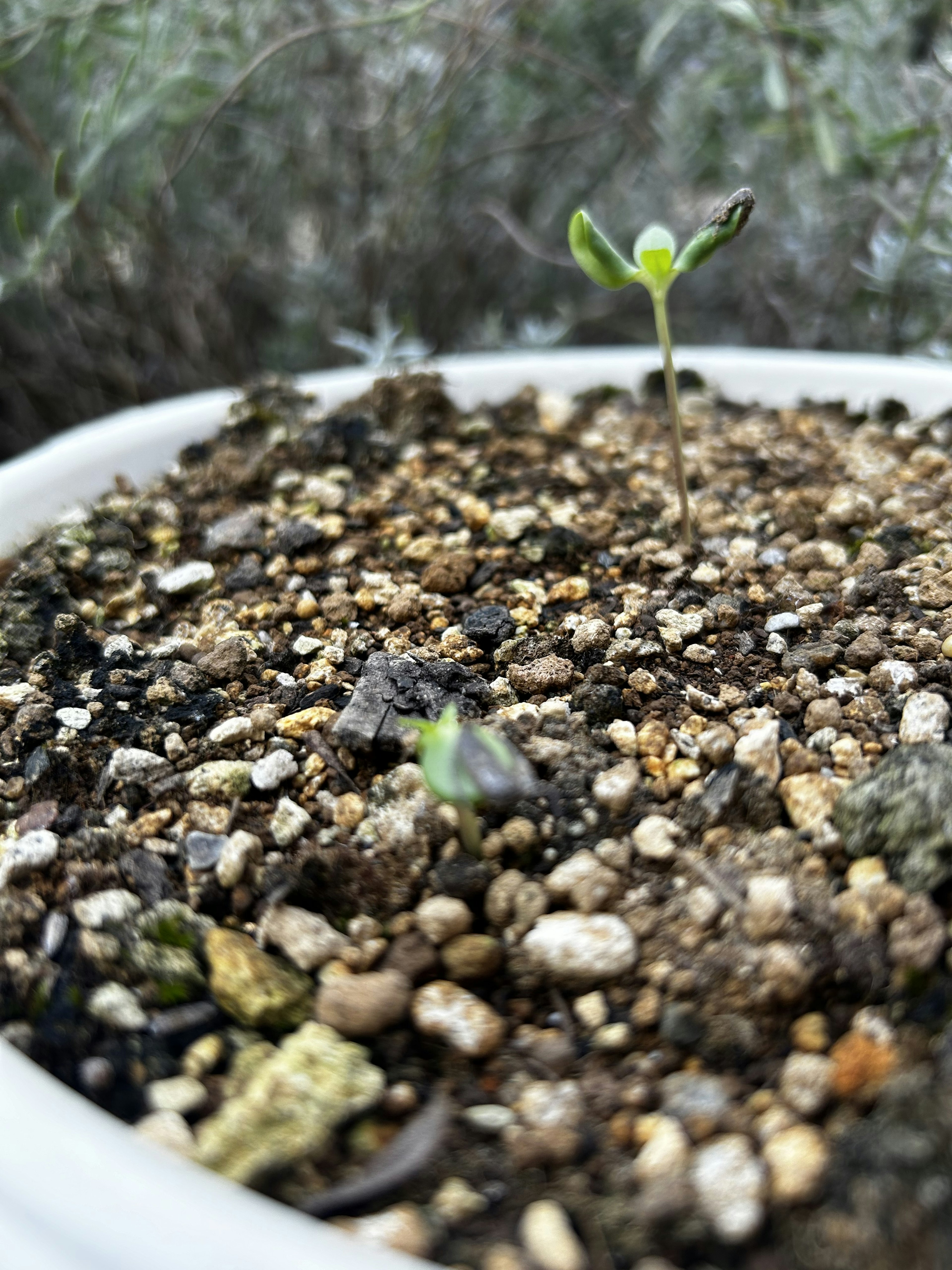 A small seedling emerging from the soil in a pot