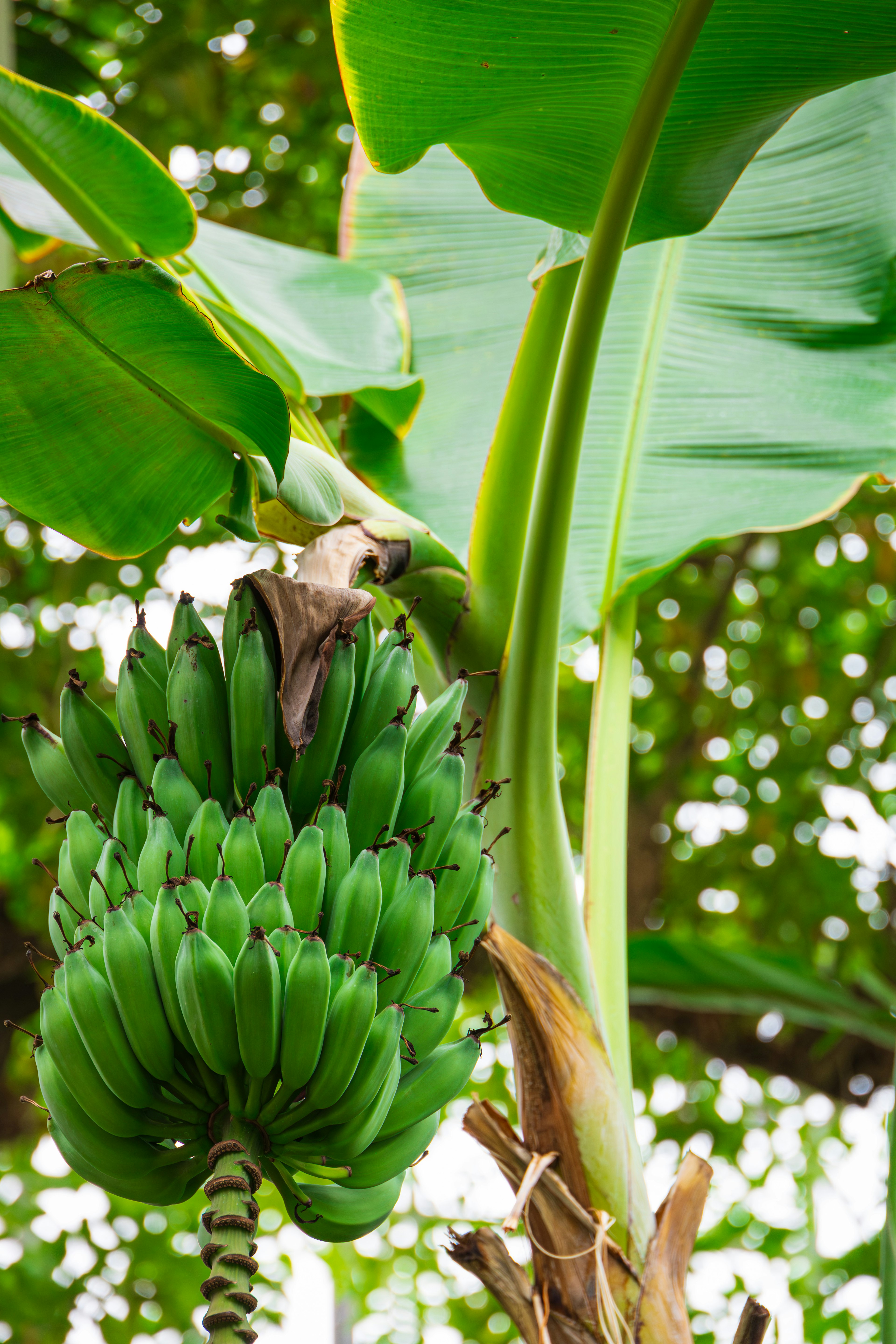 Imagen en primer plano de un bananero con un racimo de plátanos verdes