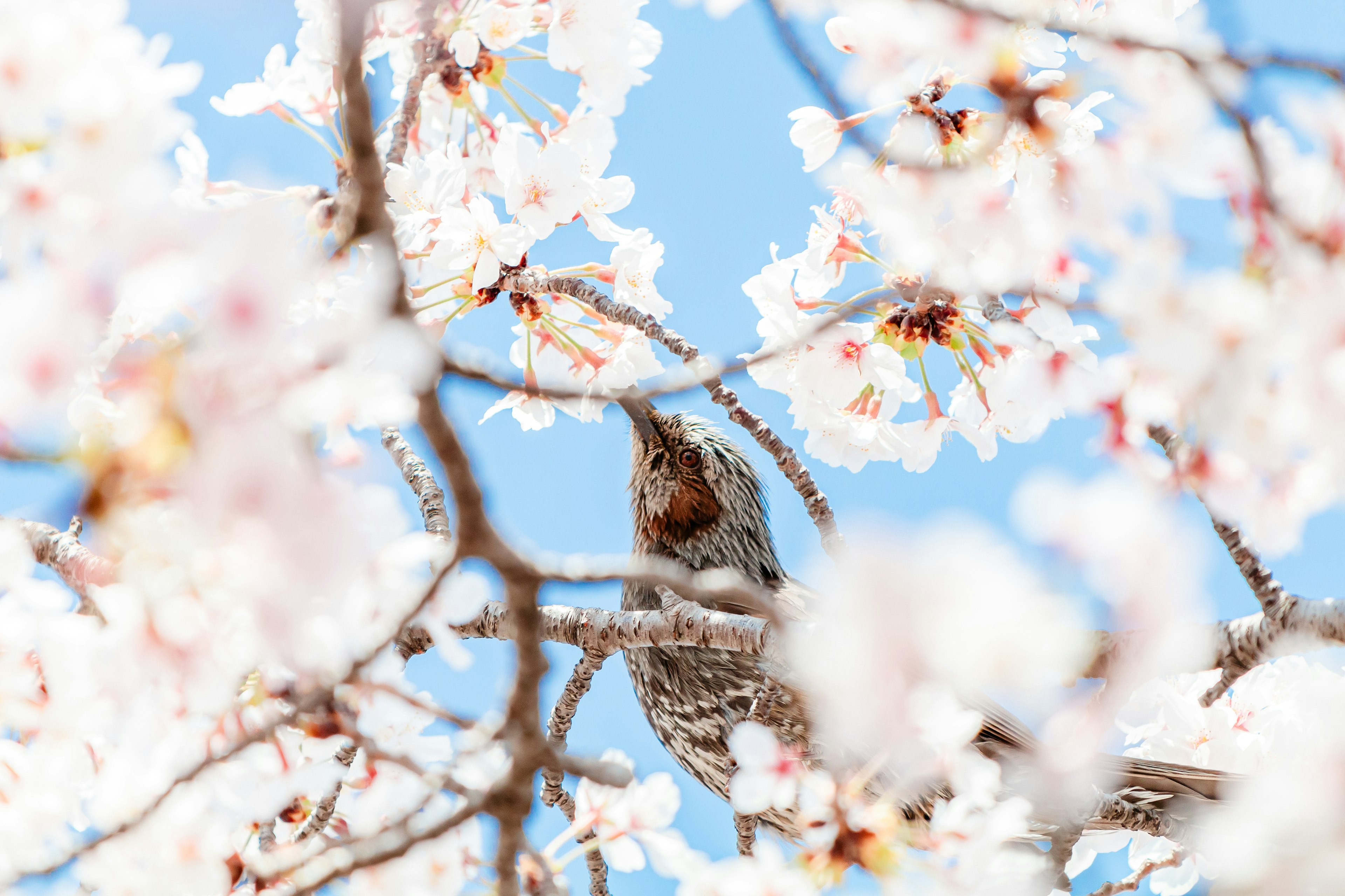 桜の花の中にいる小鳥の写真青空を背景にした春の風景