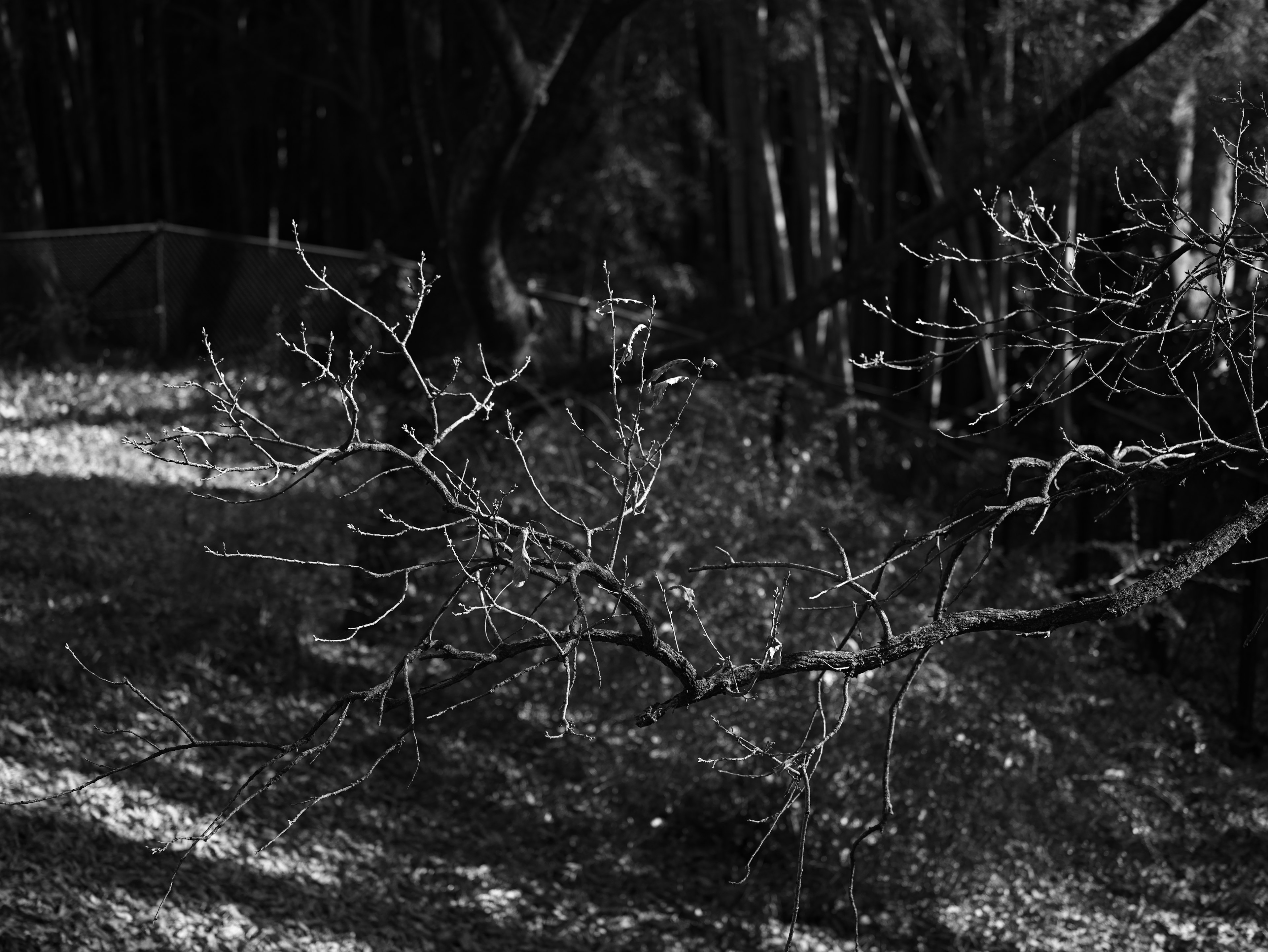 Ramas delgadas proyectando sombras en un paisaje en blanco y negro