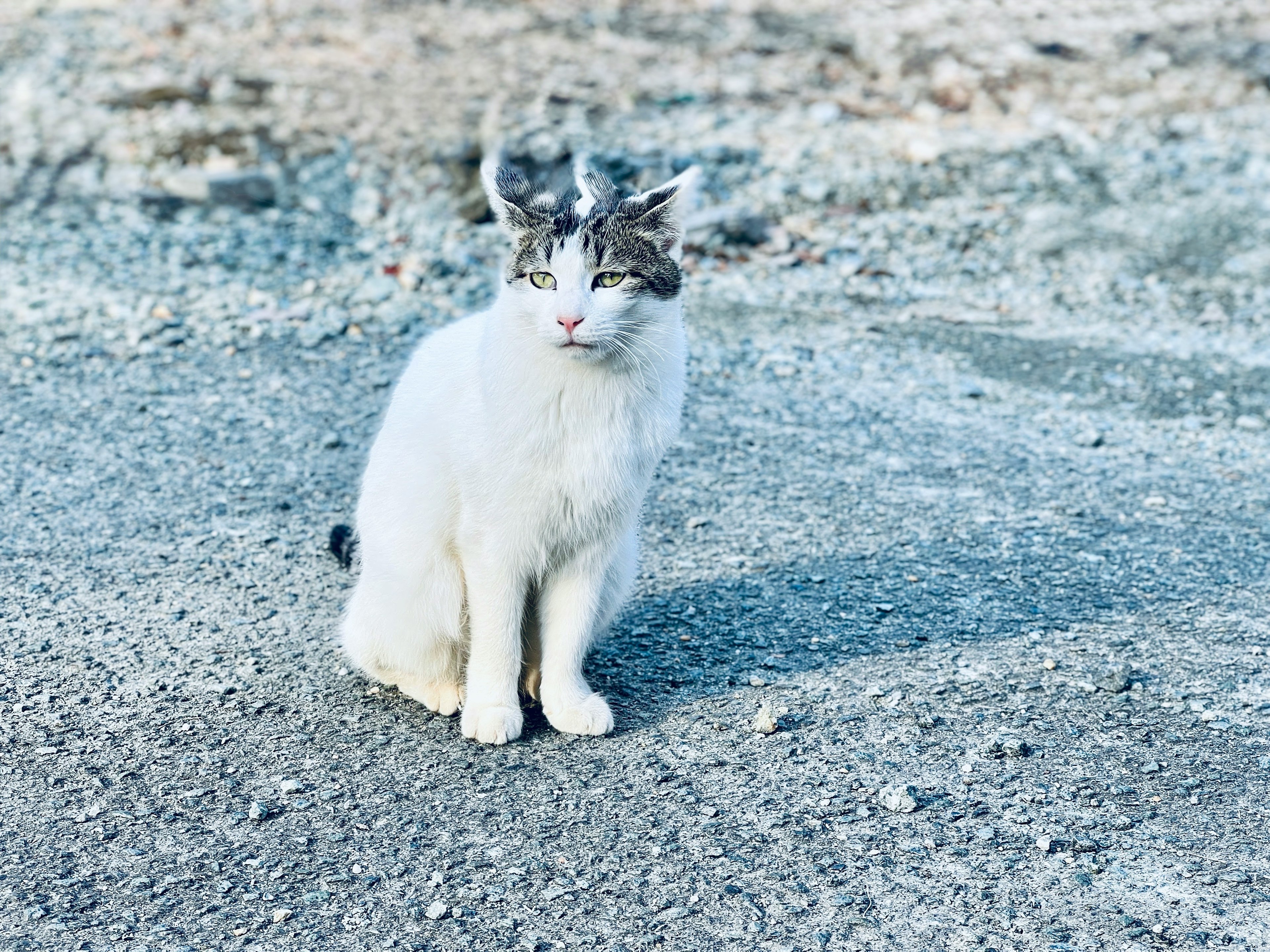 白い猫が灰色の地面に座っている