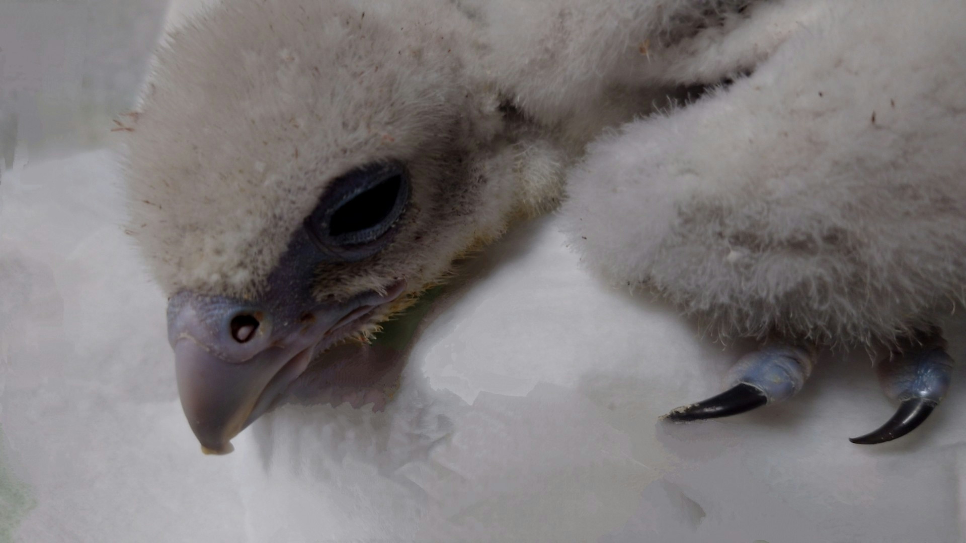 Nahaufnahme des Kopfes eines jungen Vogels mit weichen Federn großen Augen und scharfen Krallen