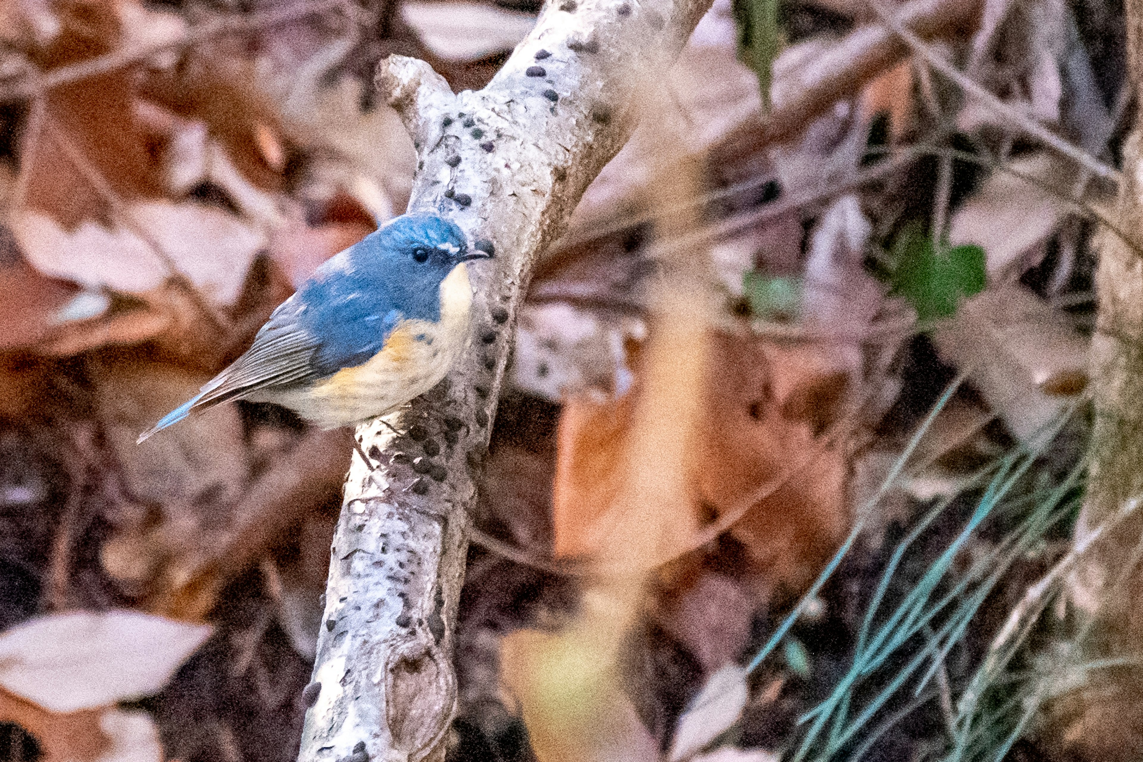 Un petit oiseau bleu perché sur une branche parmi des feuilles d'automne