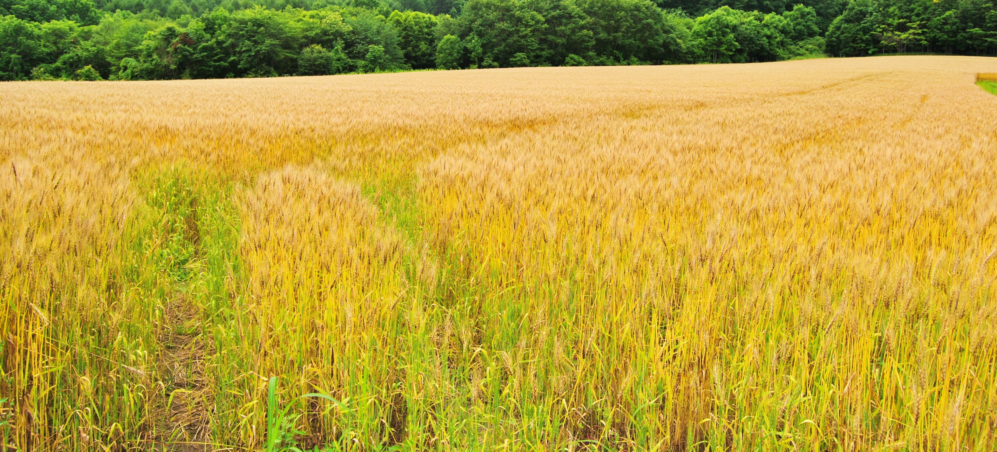 Golden wheat field with green forest background