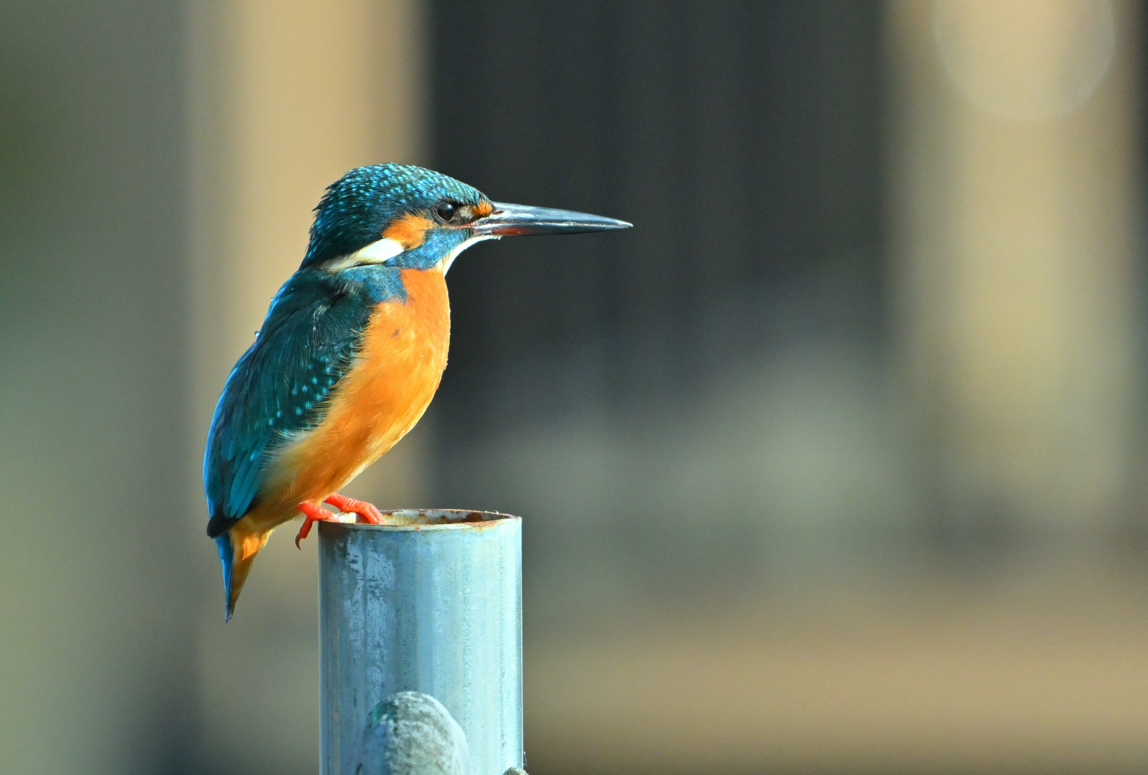 Un colorato martin pescatore in posa su un palo