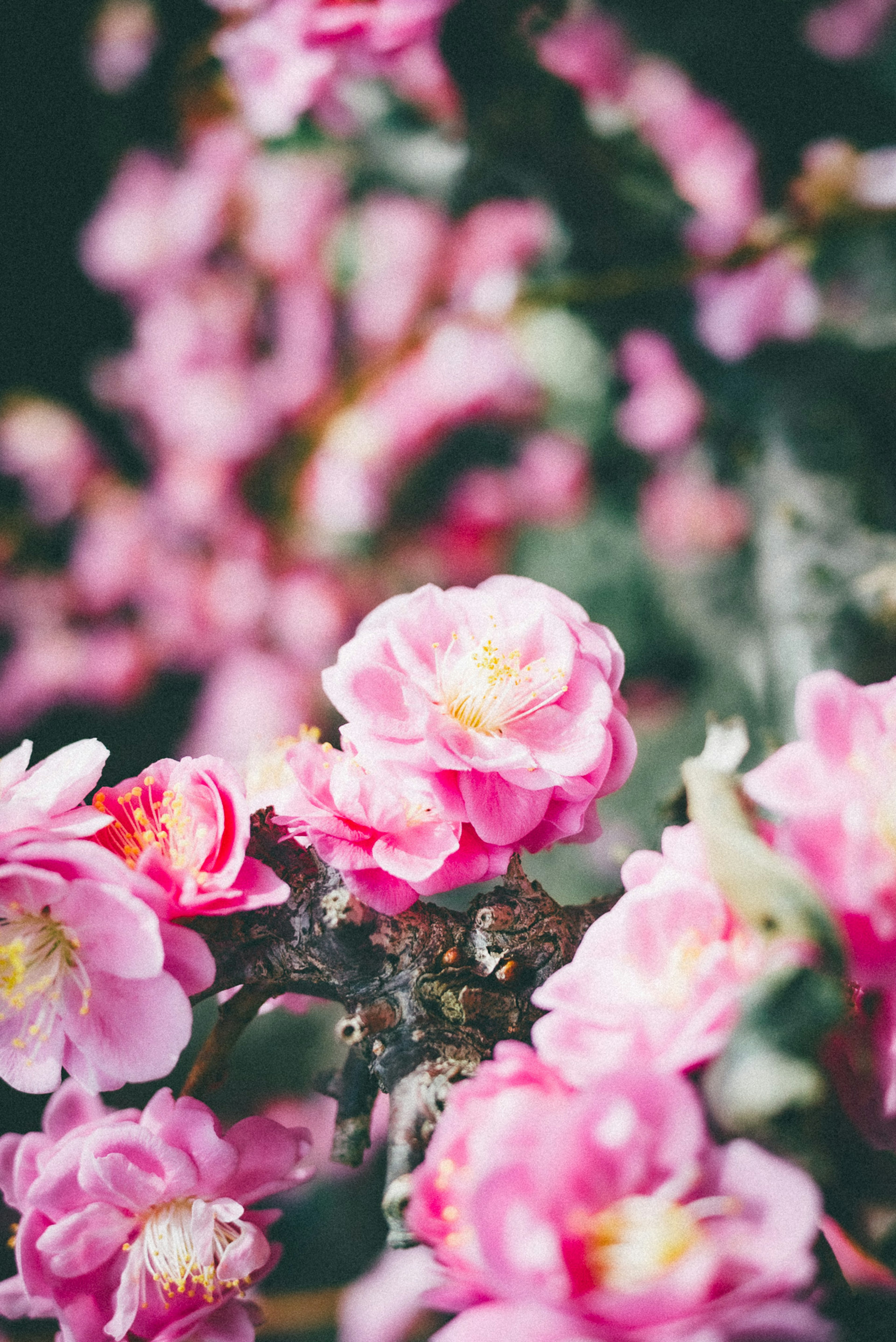 Nahaufnahme von blühenden rosa Blumen mit weichen Blütenblättern