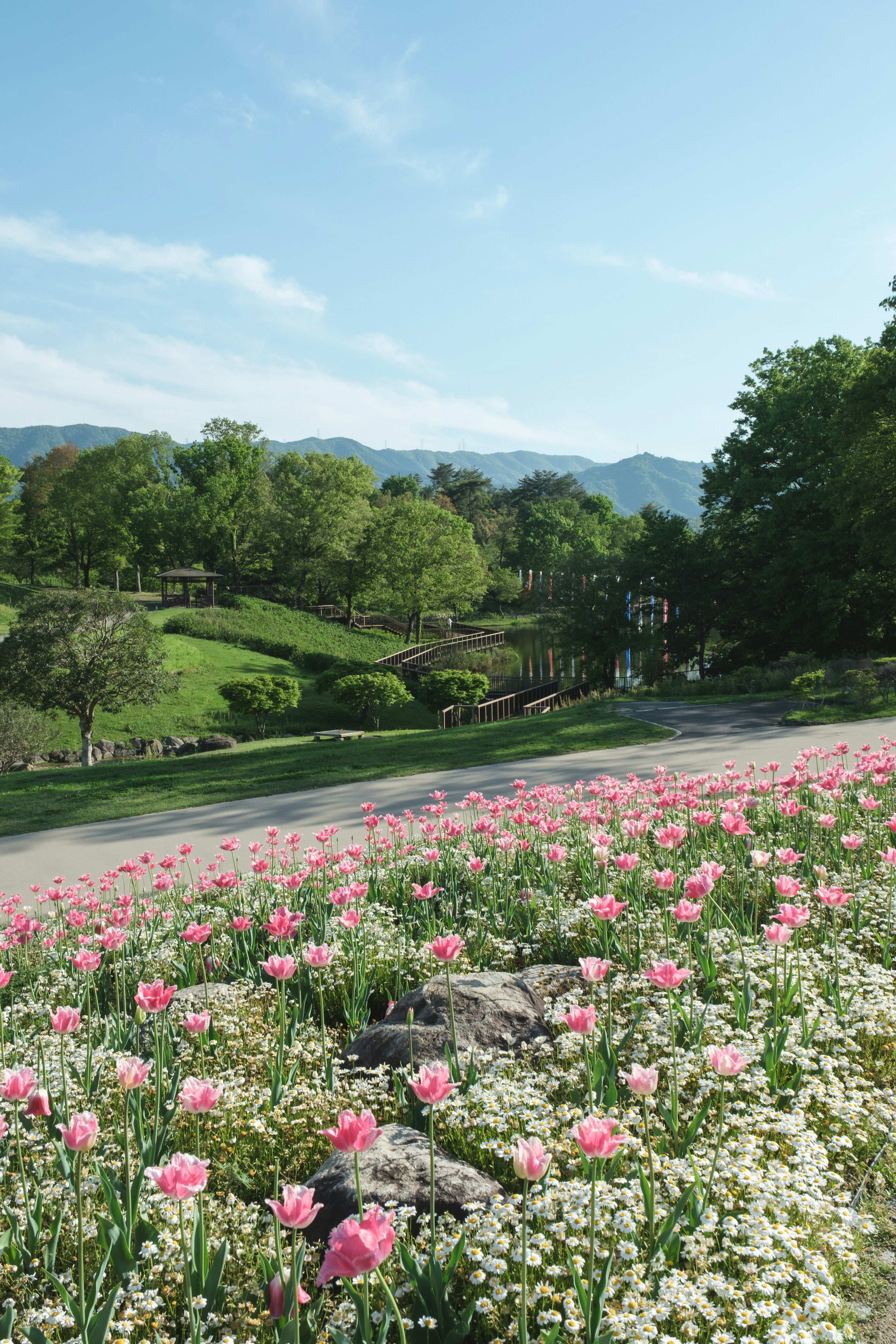 Pemandangan taman yang indah dengan tulip berwarna-warni dan bunga putih yang mekar