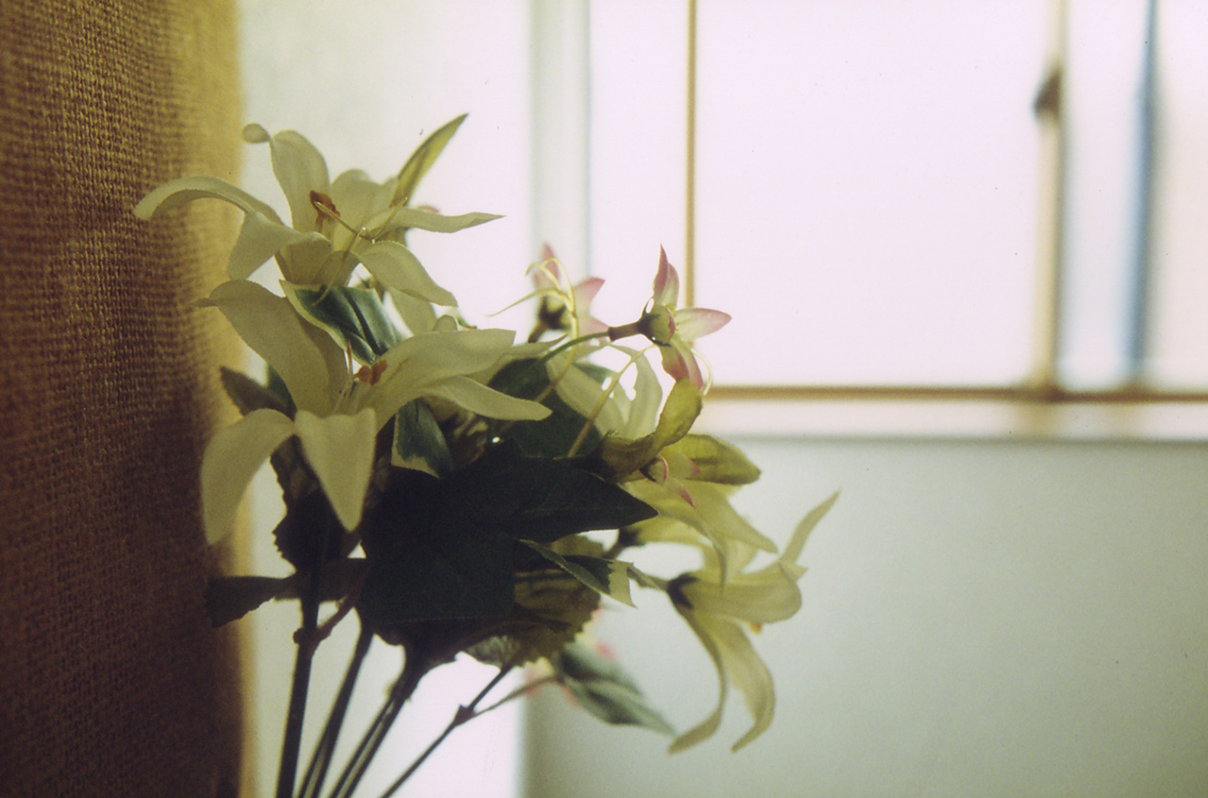 Bouquet of white flowers by a window with soft light