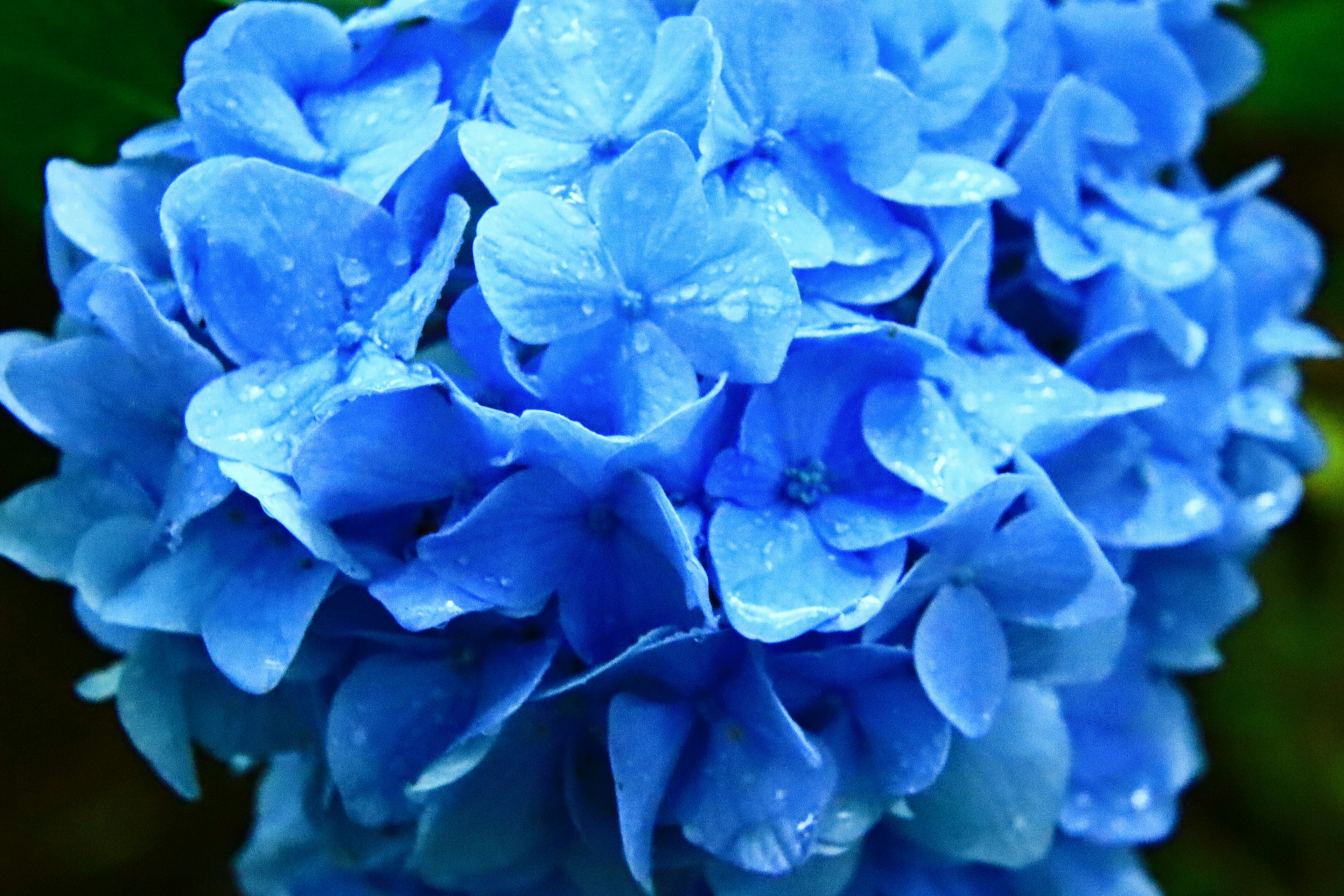 Acercamiento de una flor de hortensia azul con gotas de agua