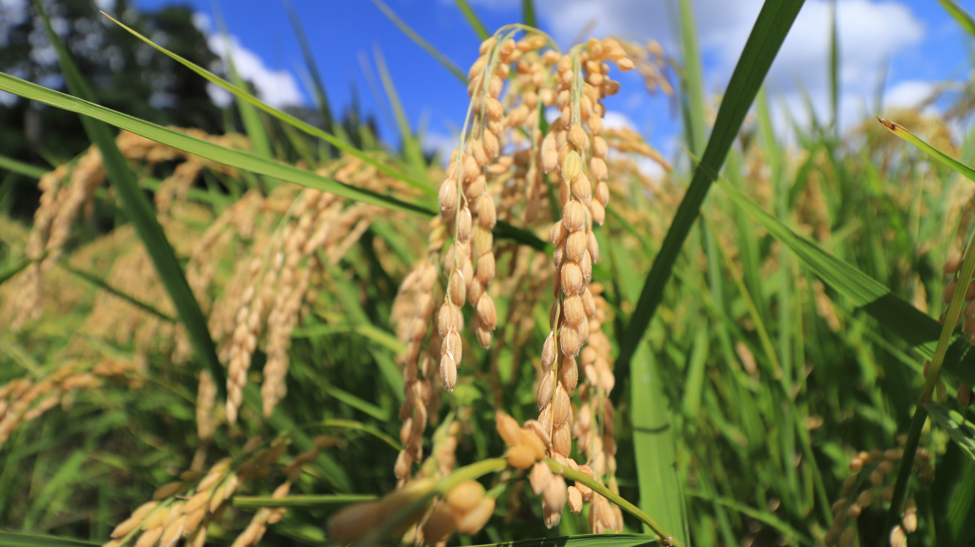 Ripe rice grains swaying under a blue sky