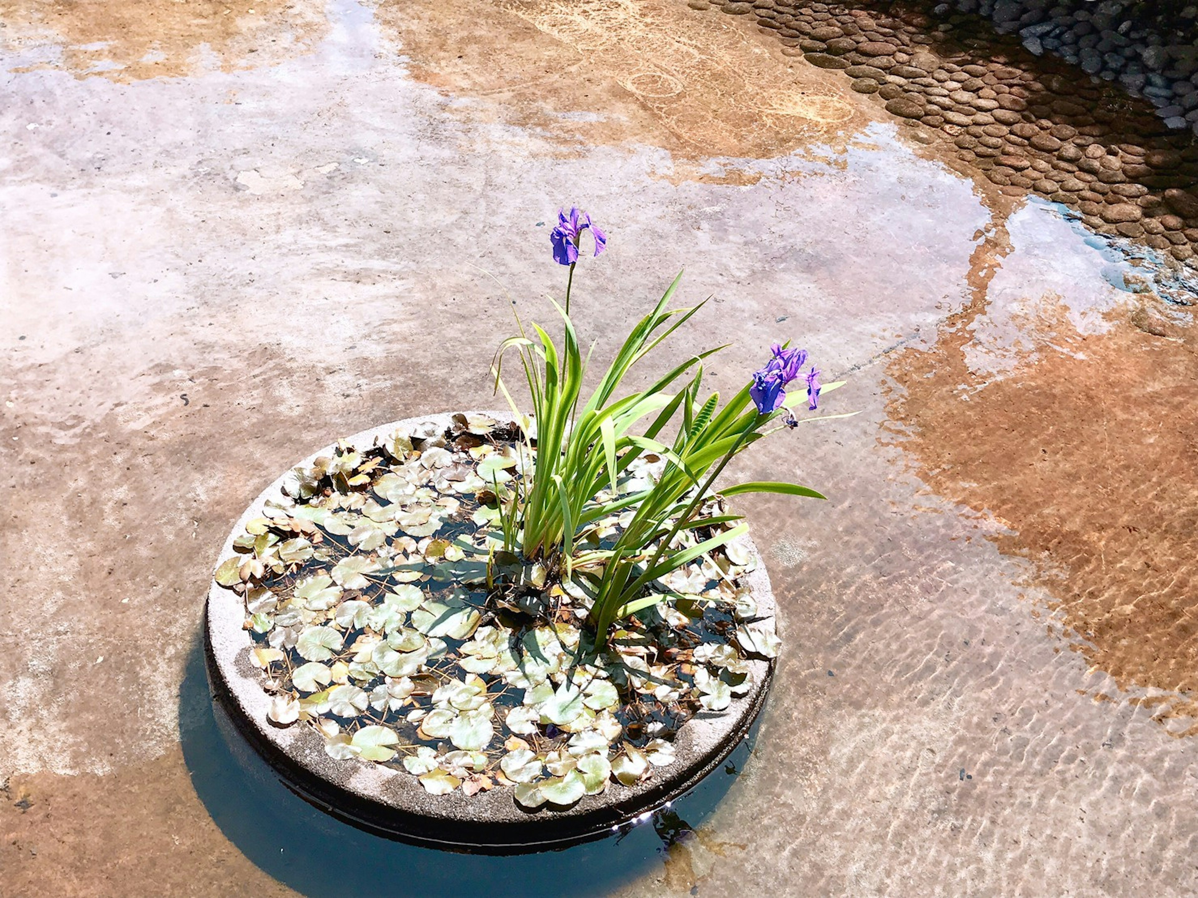 A circular platform floating on water with purple flowers and lily pads