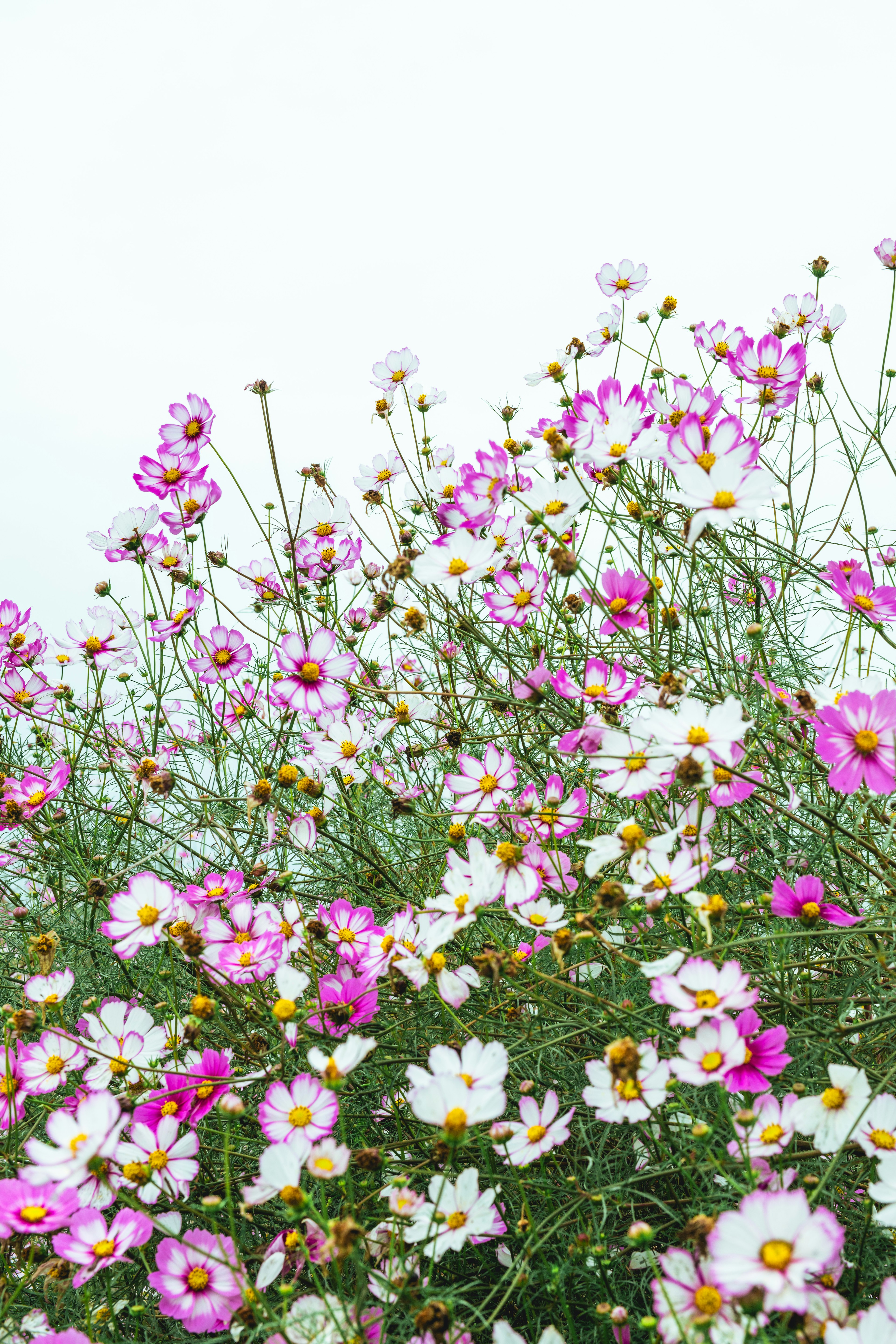 花畑に咲くピンクと白のコスモスの花々