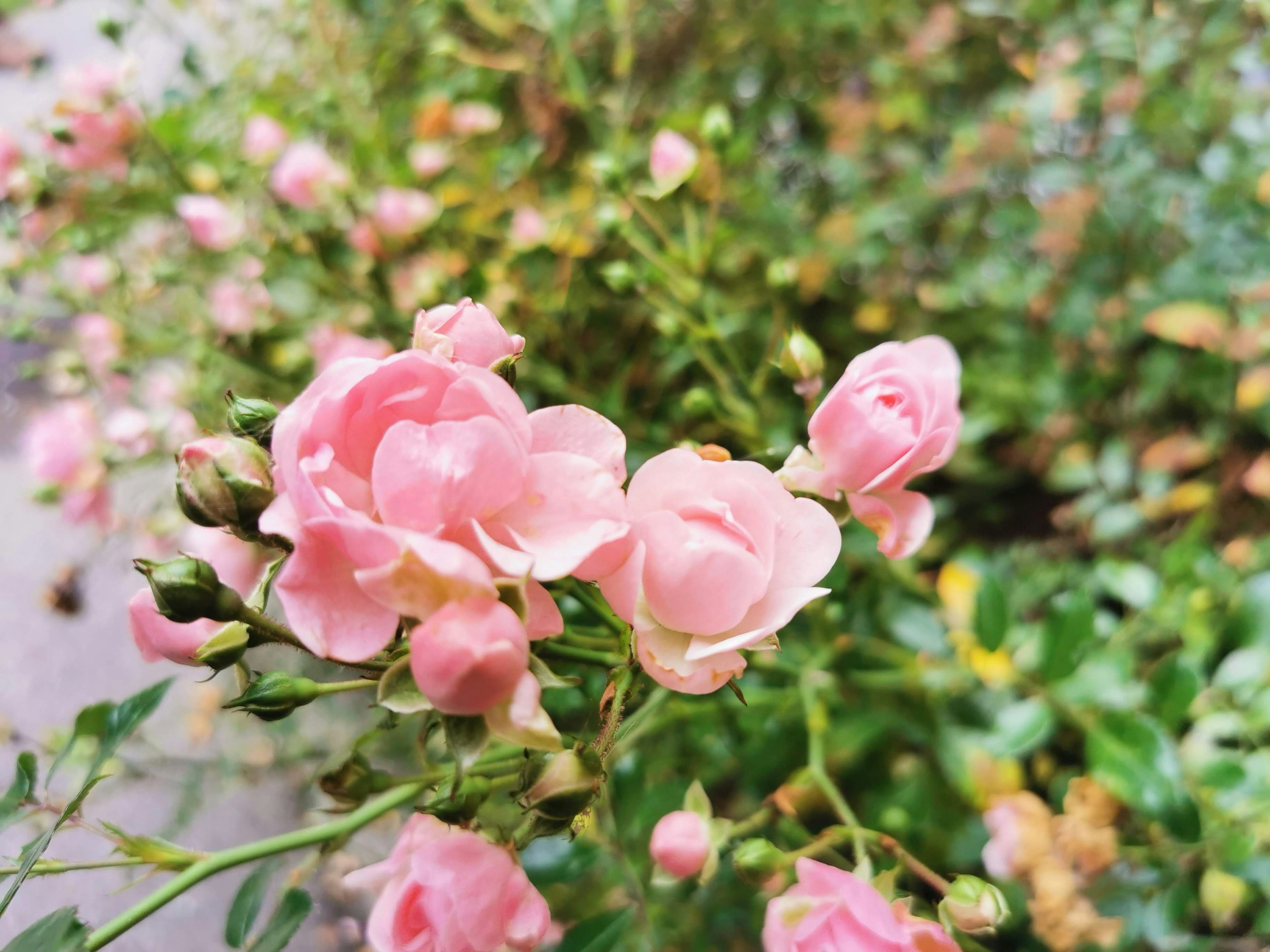 Pink rose flowers blooming among green foliage