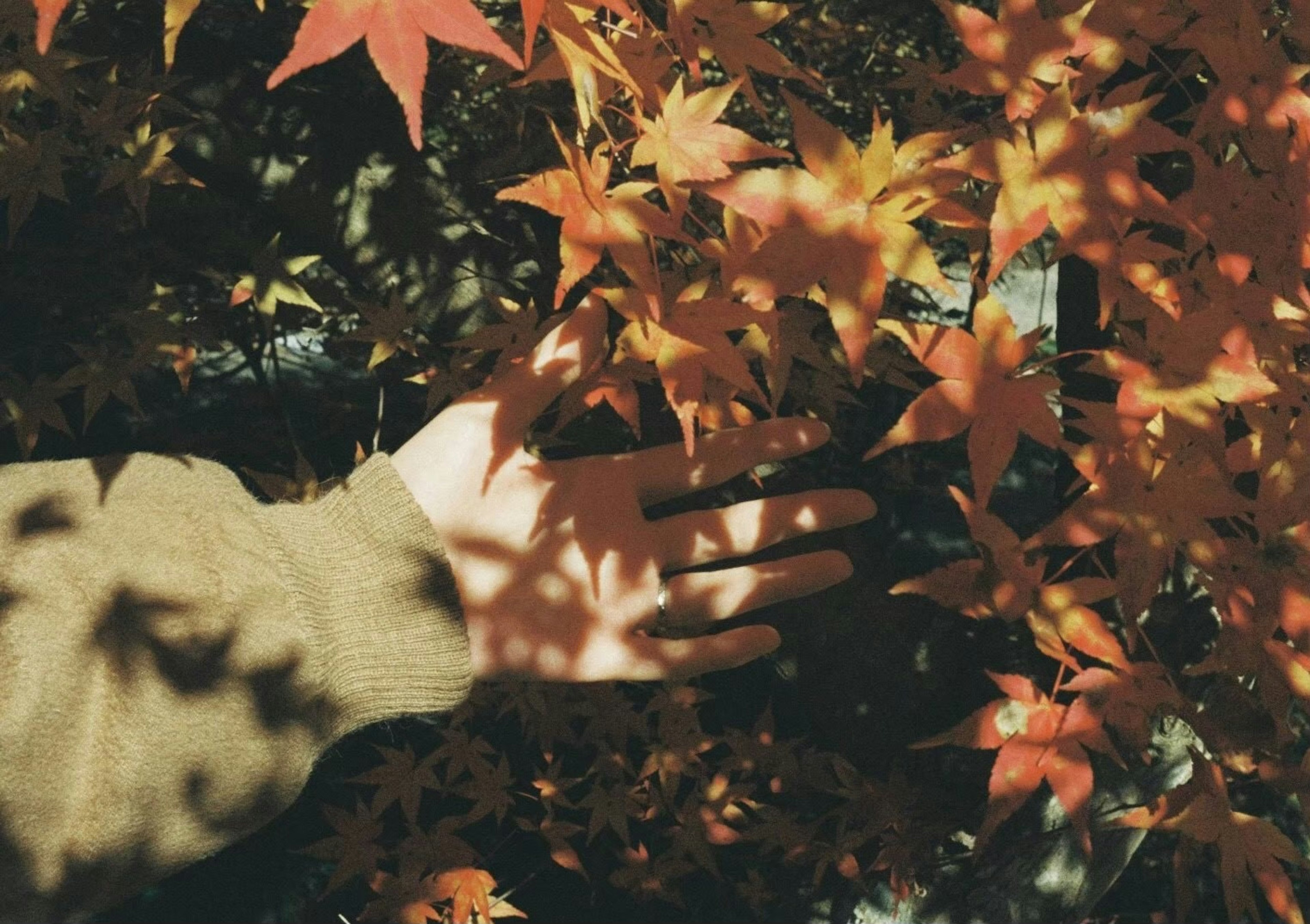 Una mano tocando hojas de otoño con colores naranjas vibrantes