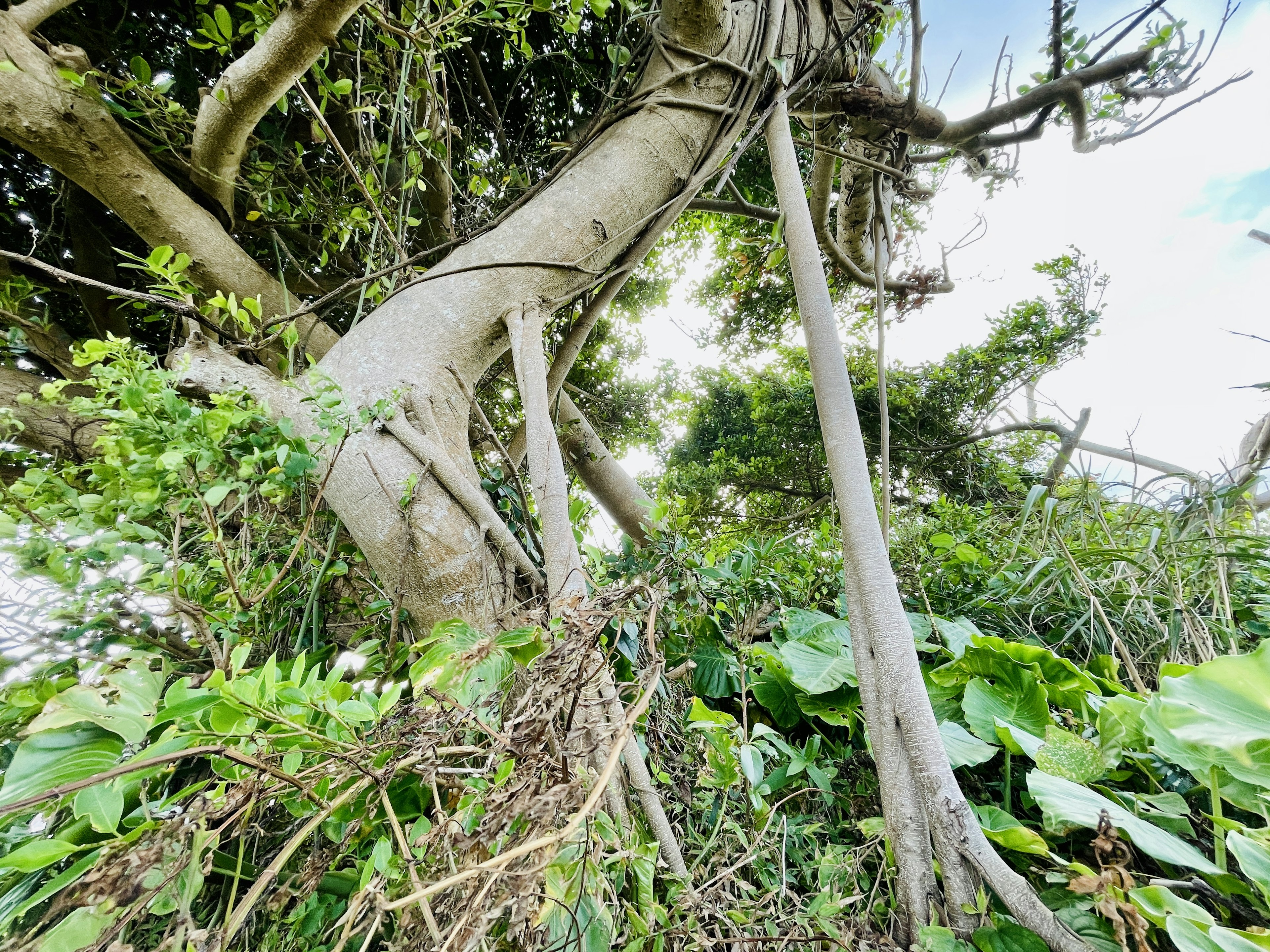 Grand arbre avec un feuillage vert dense et des vignes