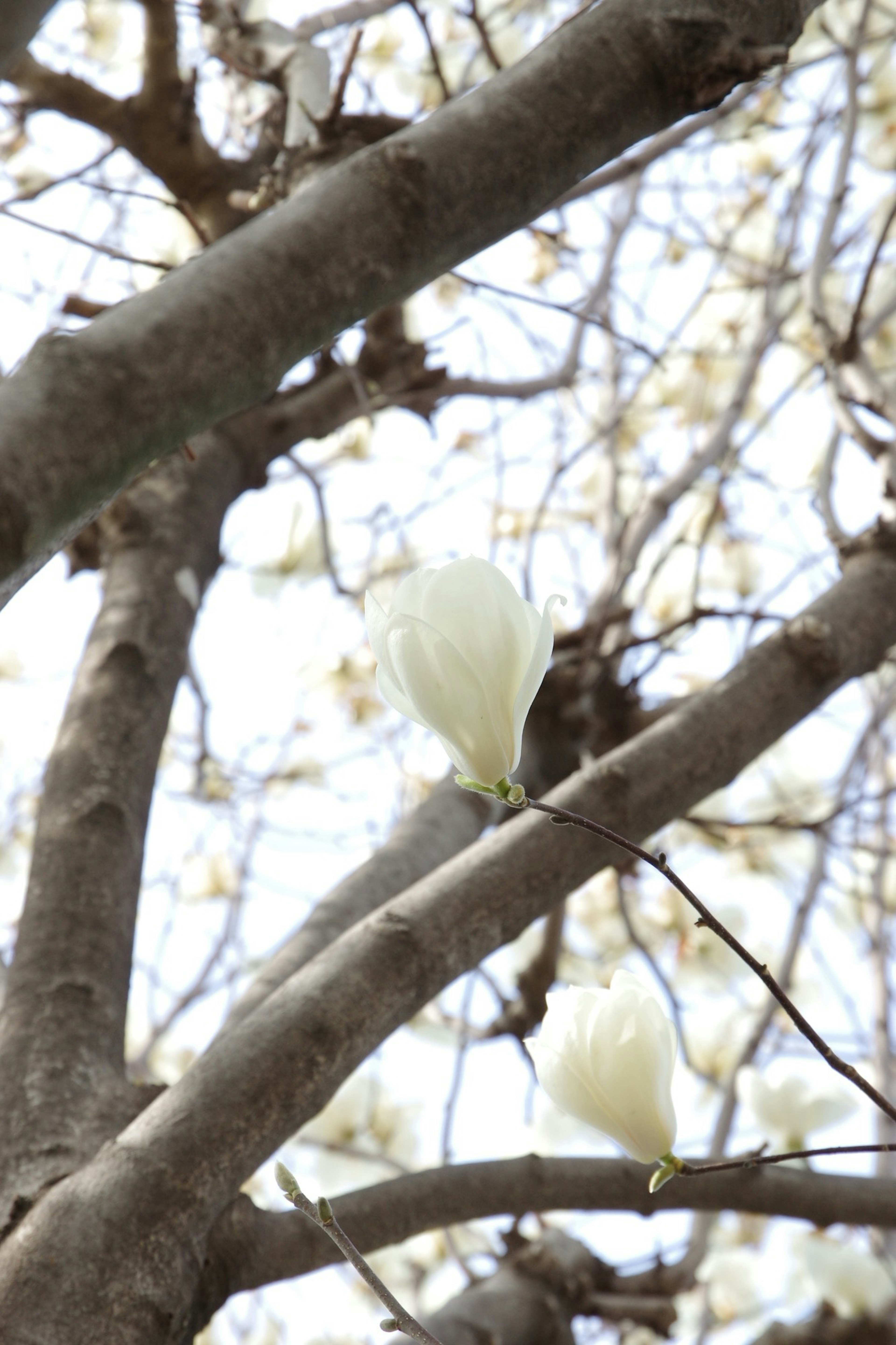 Primer plano de ramas de árbol con flores blancas