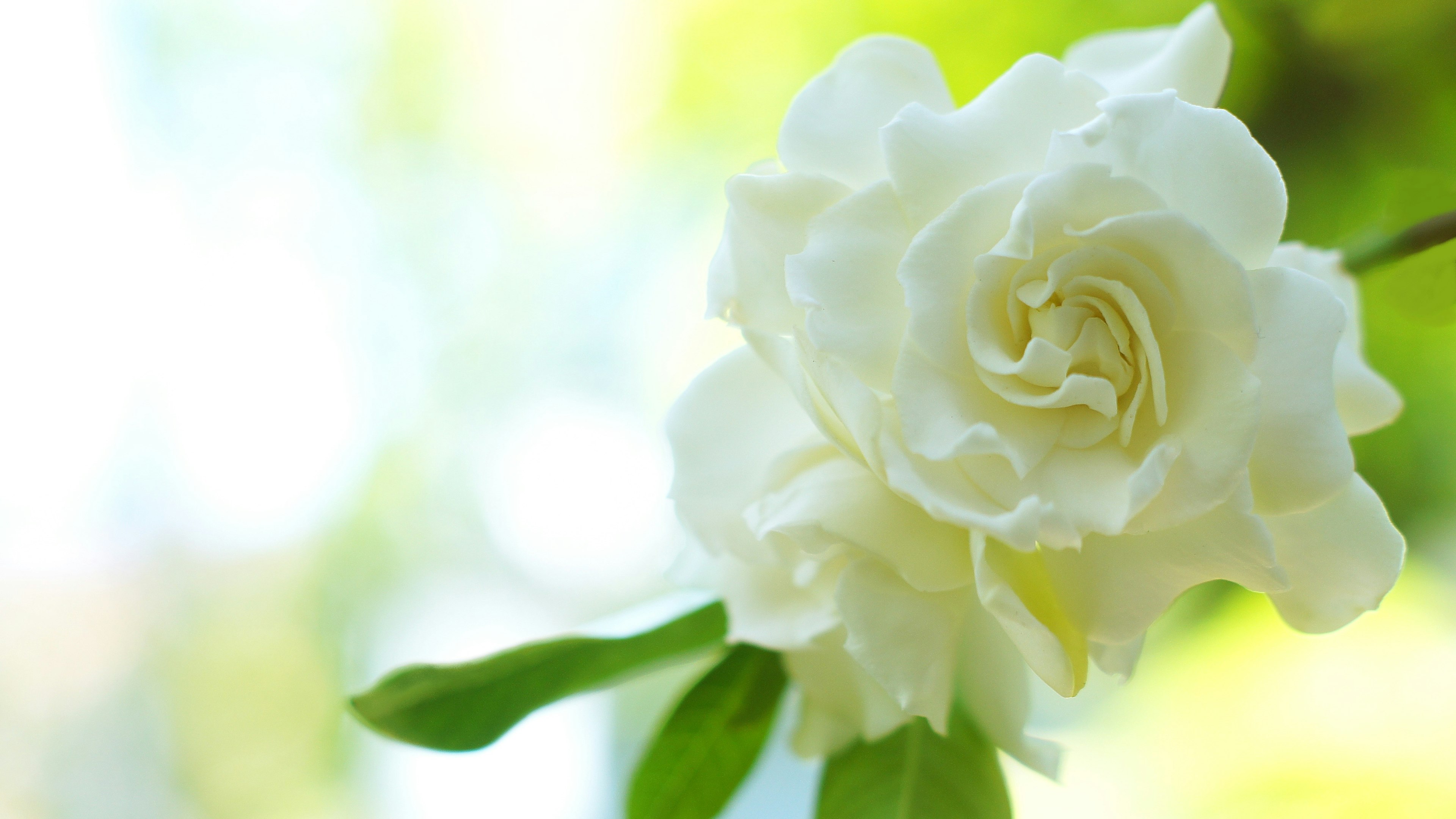 A close-up of a white flower with green leaves in the background